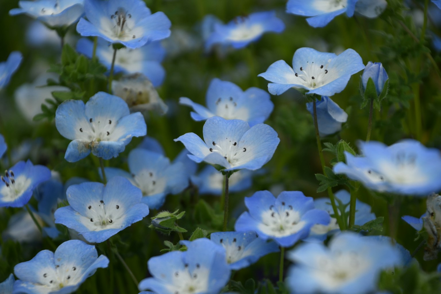 Un champ de délicates fleurs bleues en pleine floraison