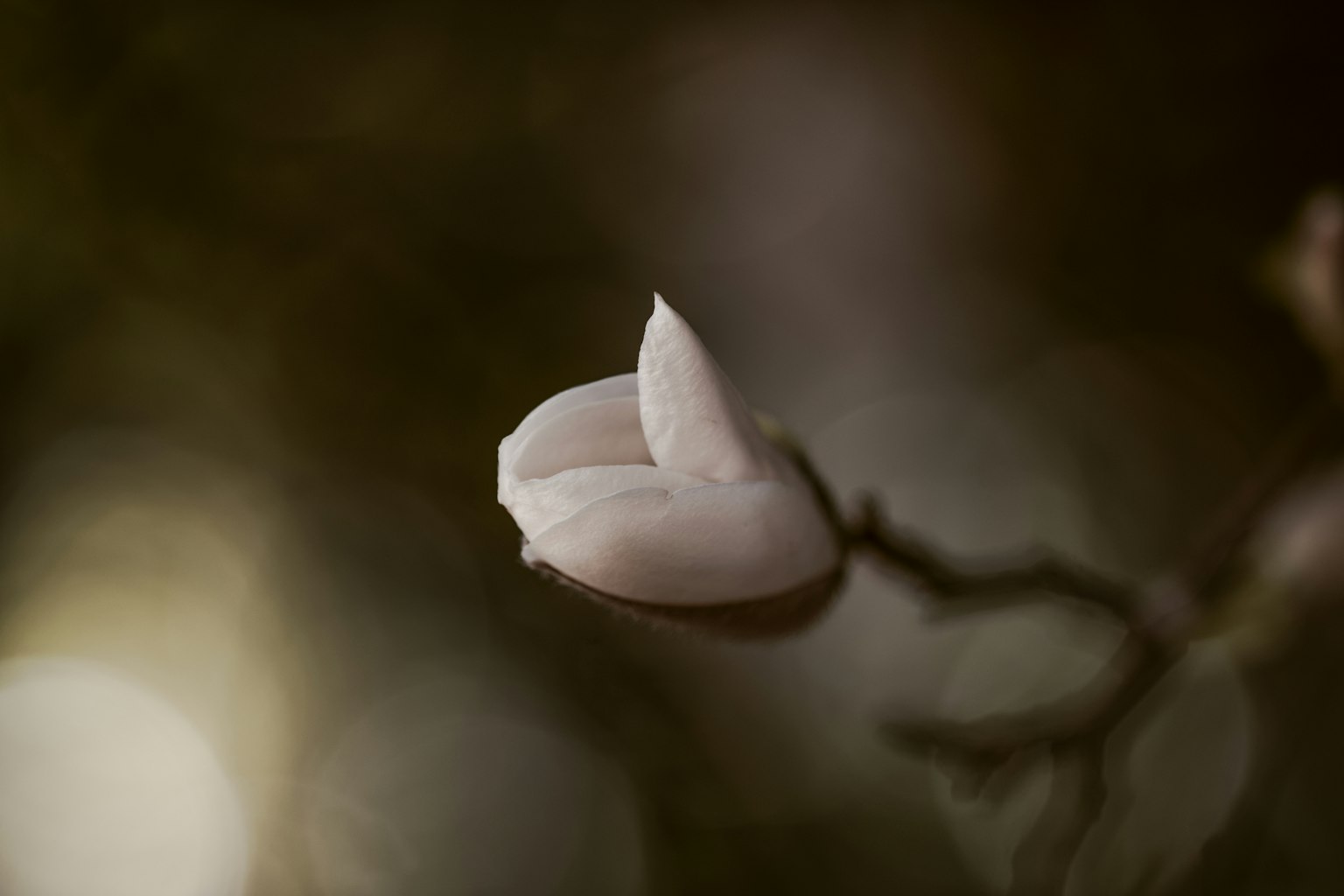 模糊背景中一朵白色花蕾在樹枝上的特寫