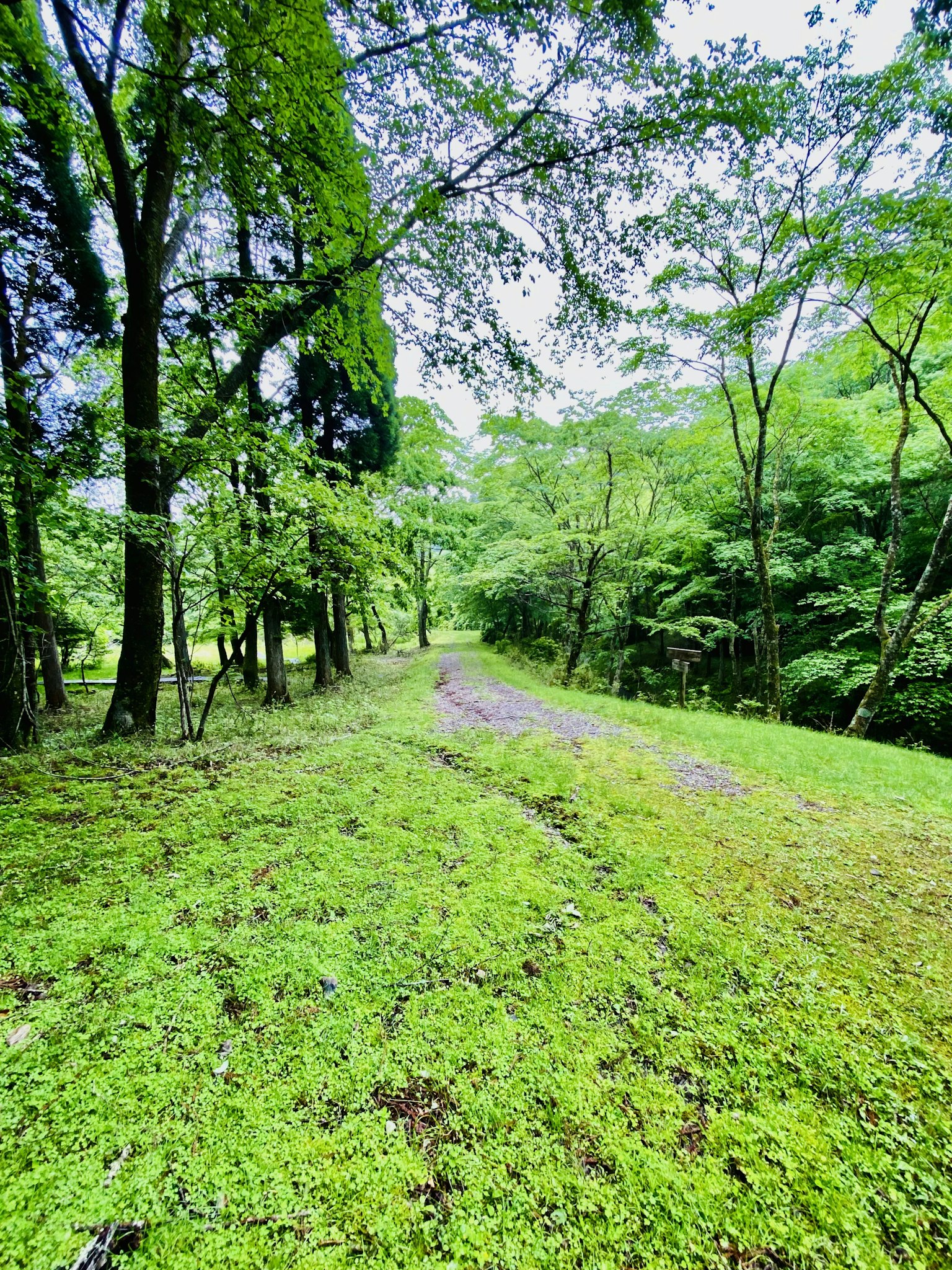 Scenic path surrounded by lush green trees