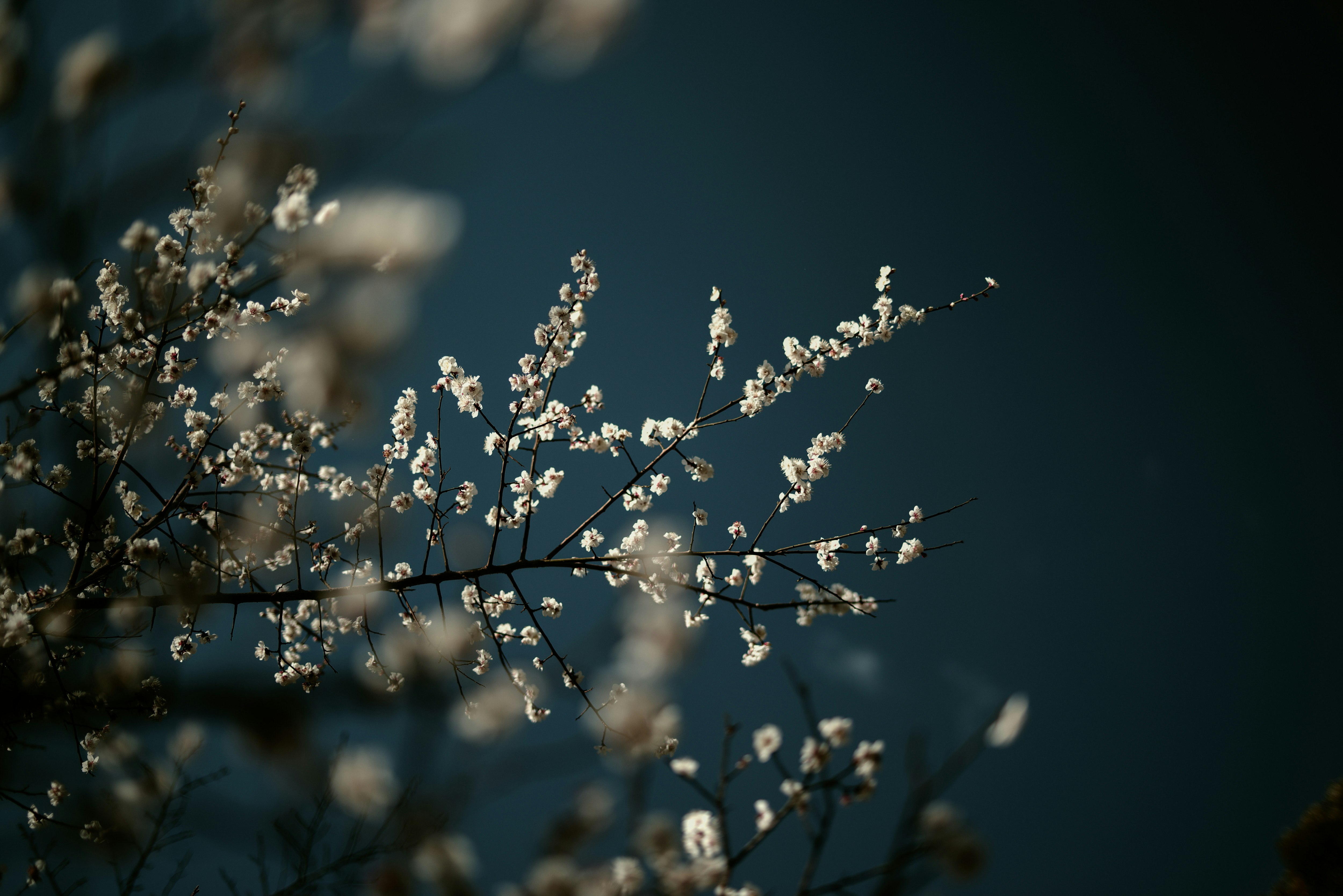 白梅の花と青空のある春の枝先