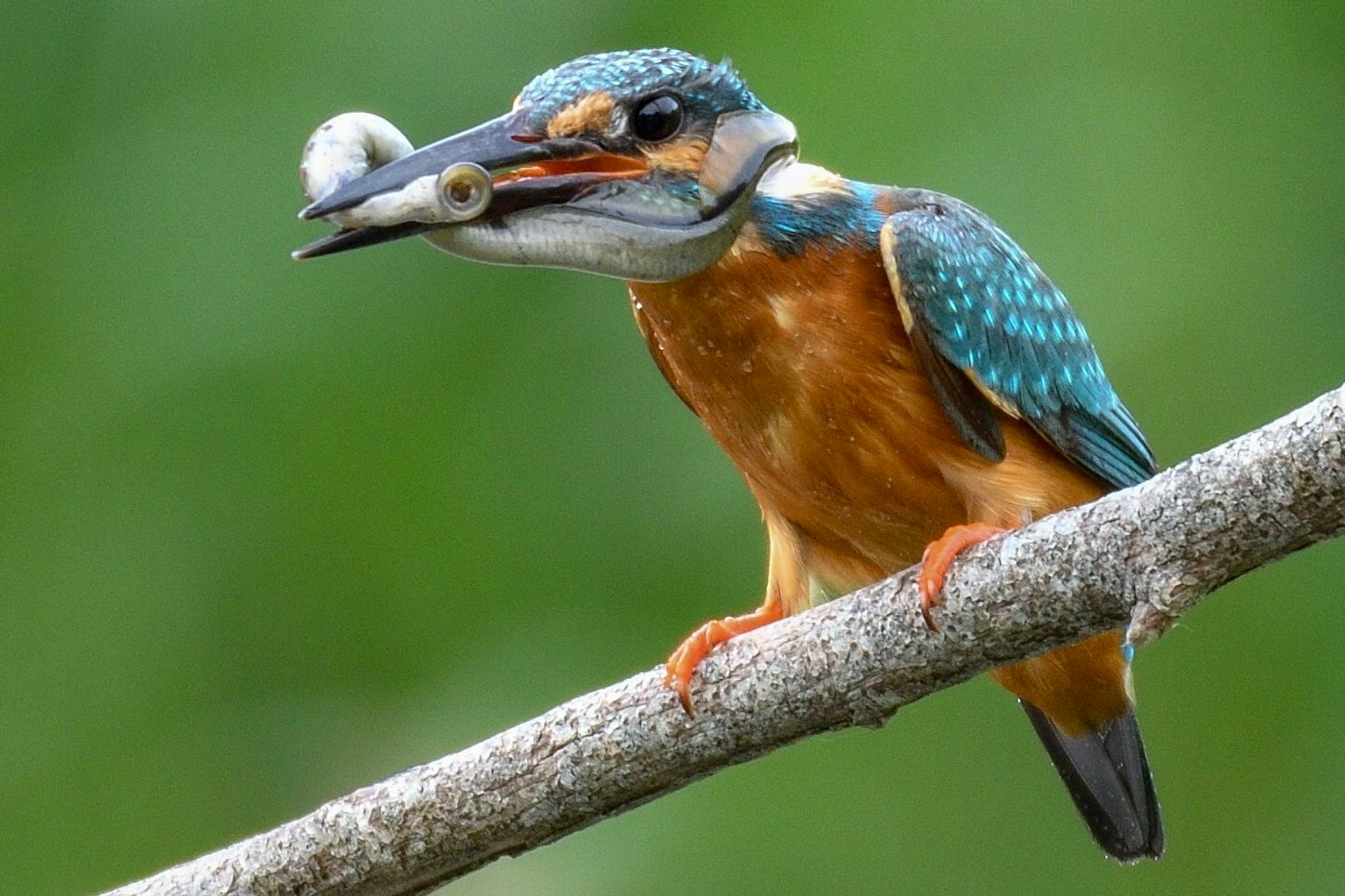 A kingfisher with blue feathers perched on a branch holding a fish