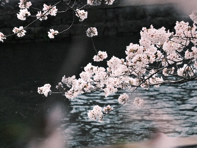 水面に映る桜の枝と花びらのある風景