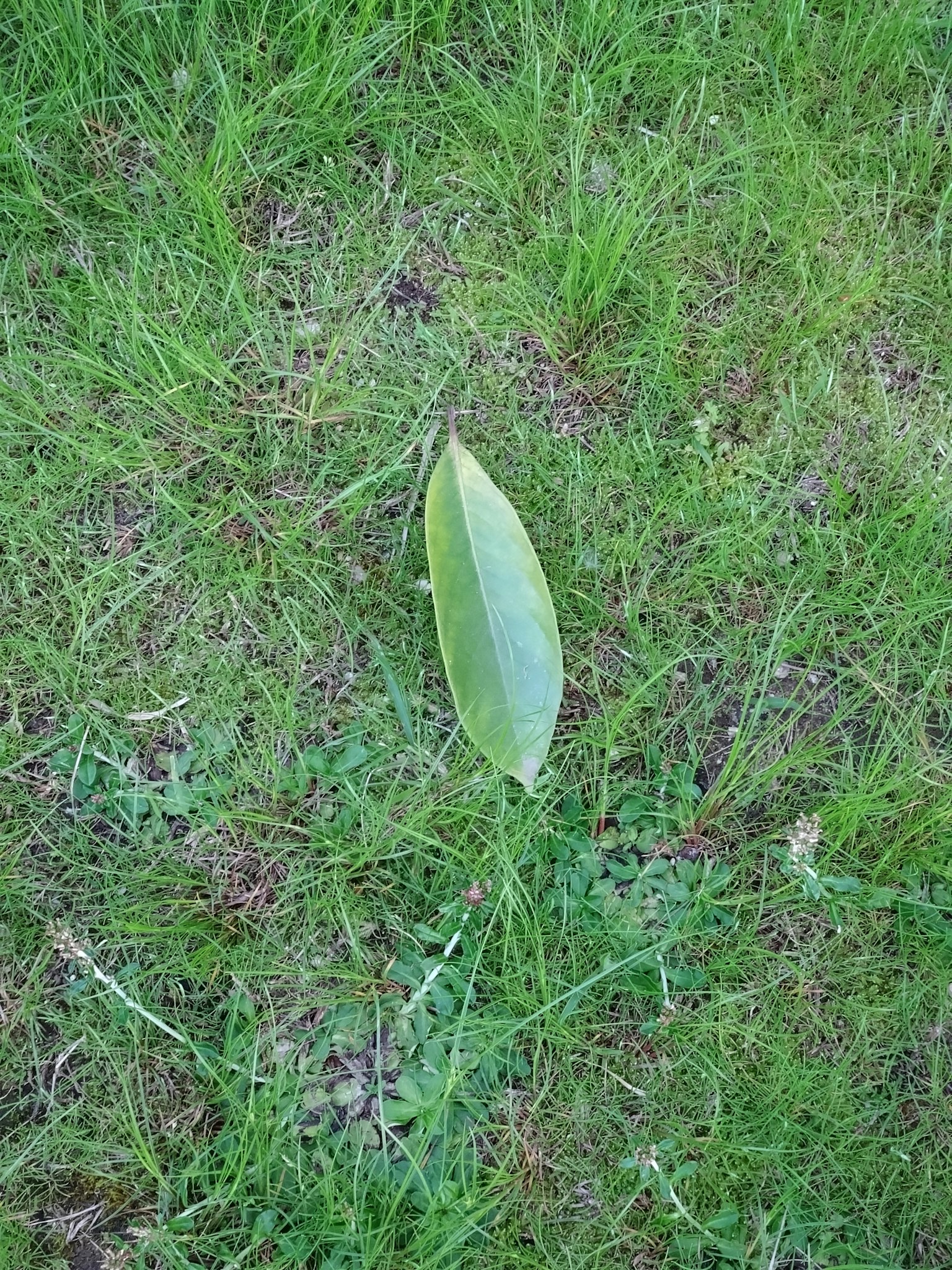 Una sola hoja sobre hierba verde