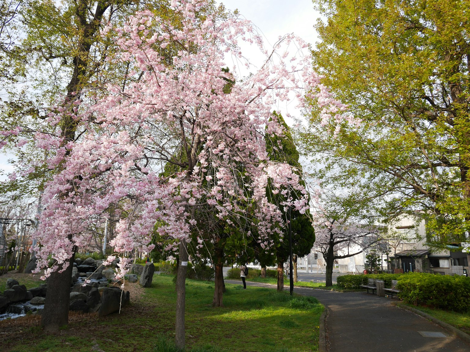 Pemandangan taman dengan bunga sakura mekar dan pohon hijau