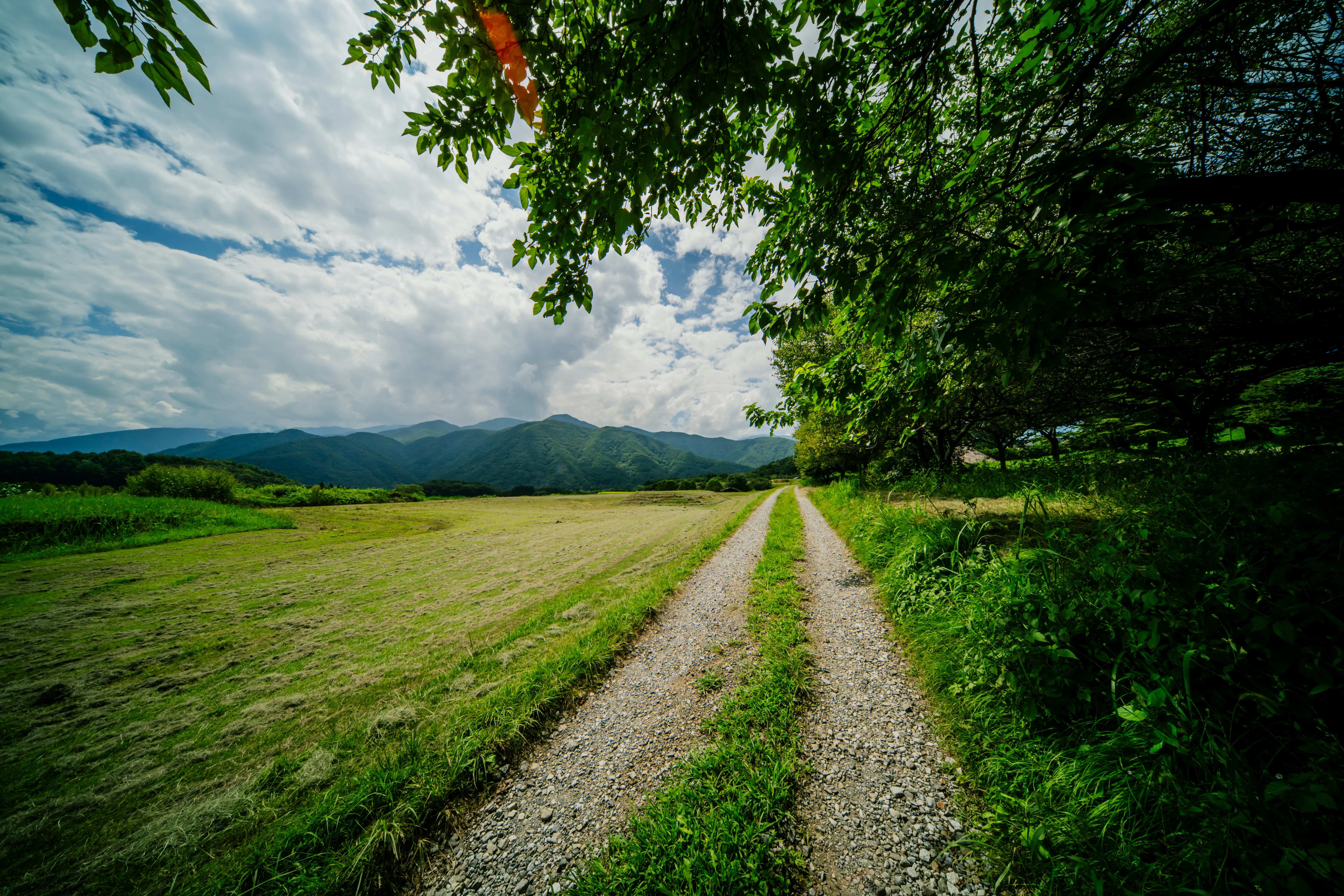 緑の草地と並木の続く田舎道の風景