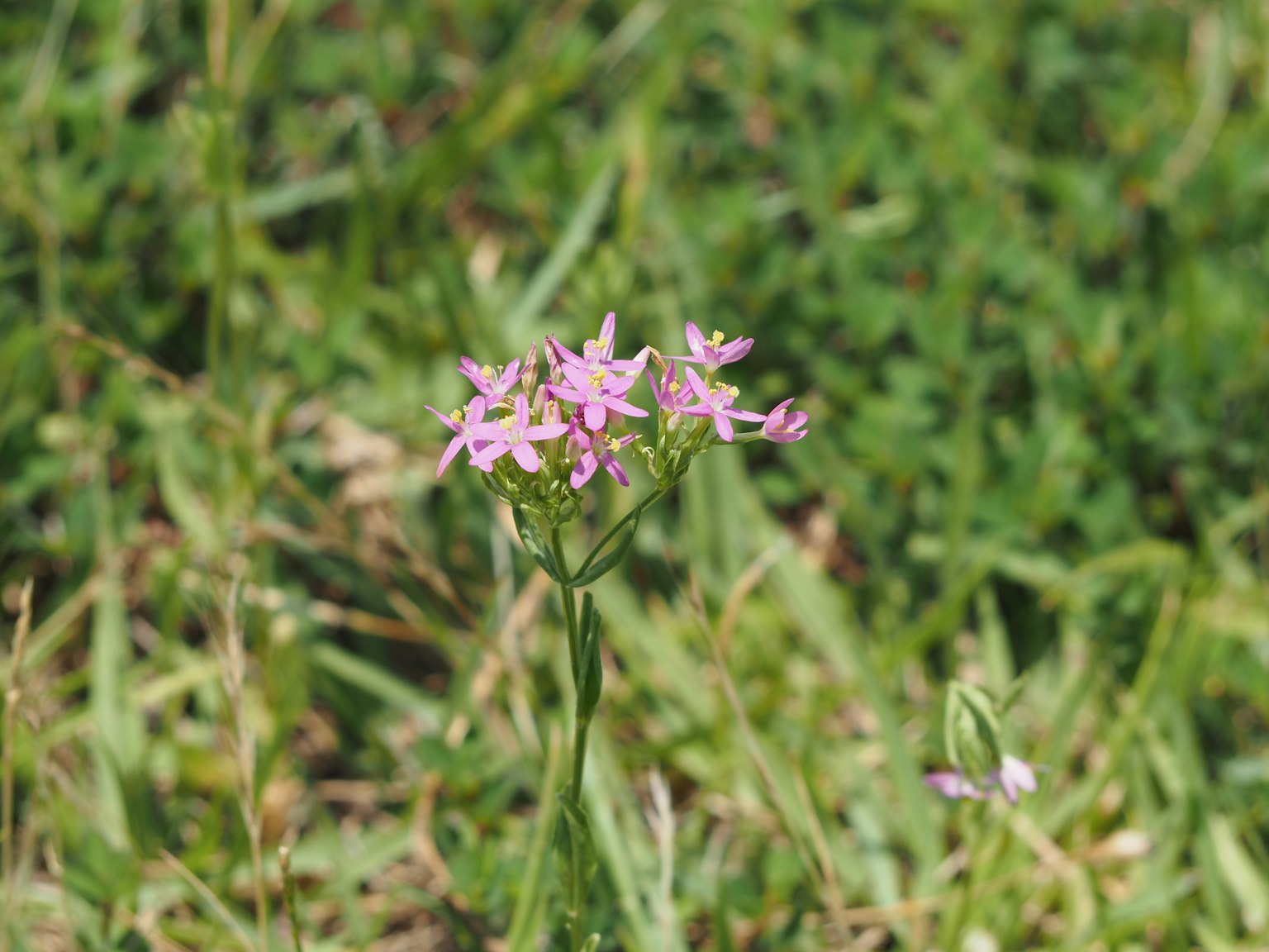 Bunga kecil berwarna pink mekar di antara rumput hijau
