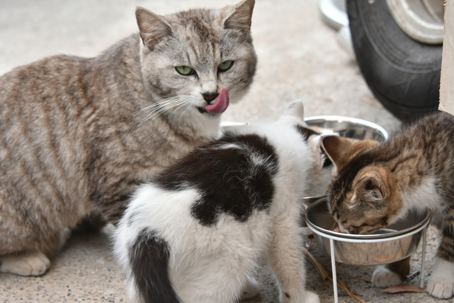 Graue Katze, die sich die Lippen leckt, mit drei Kätzchen, die aus Schalen fressen