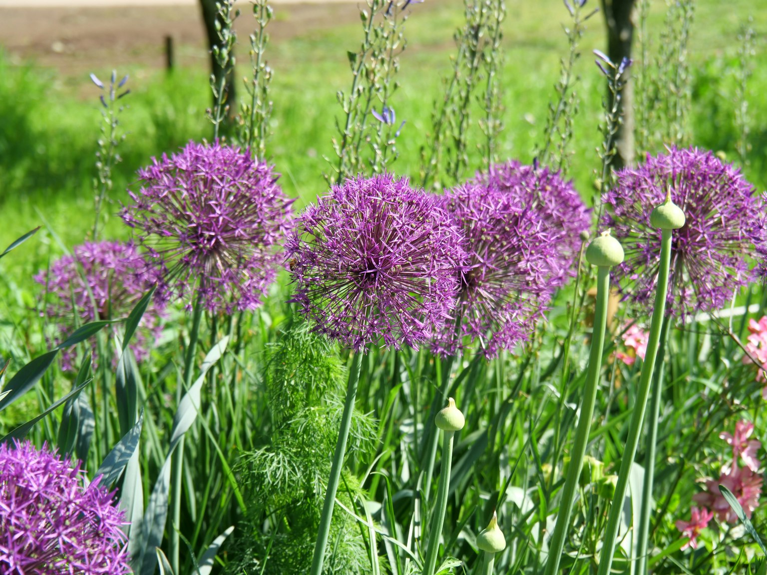 Lila Blumen blühen in einem Garten