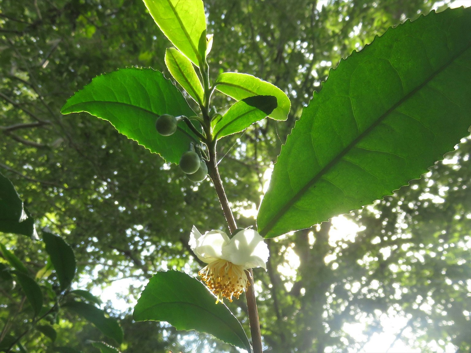Gambar tanaman teh dengan daun hijau dan bunga putih