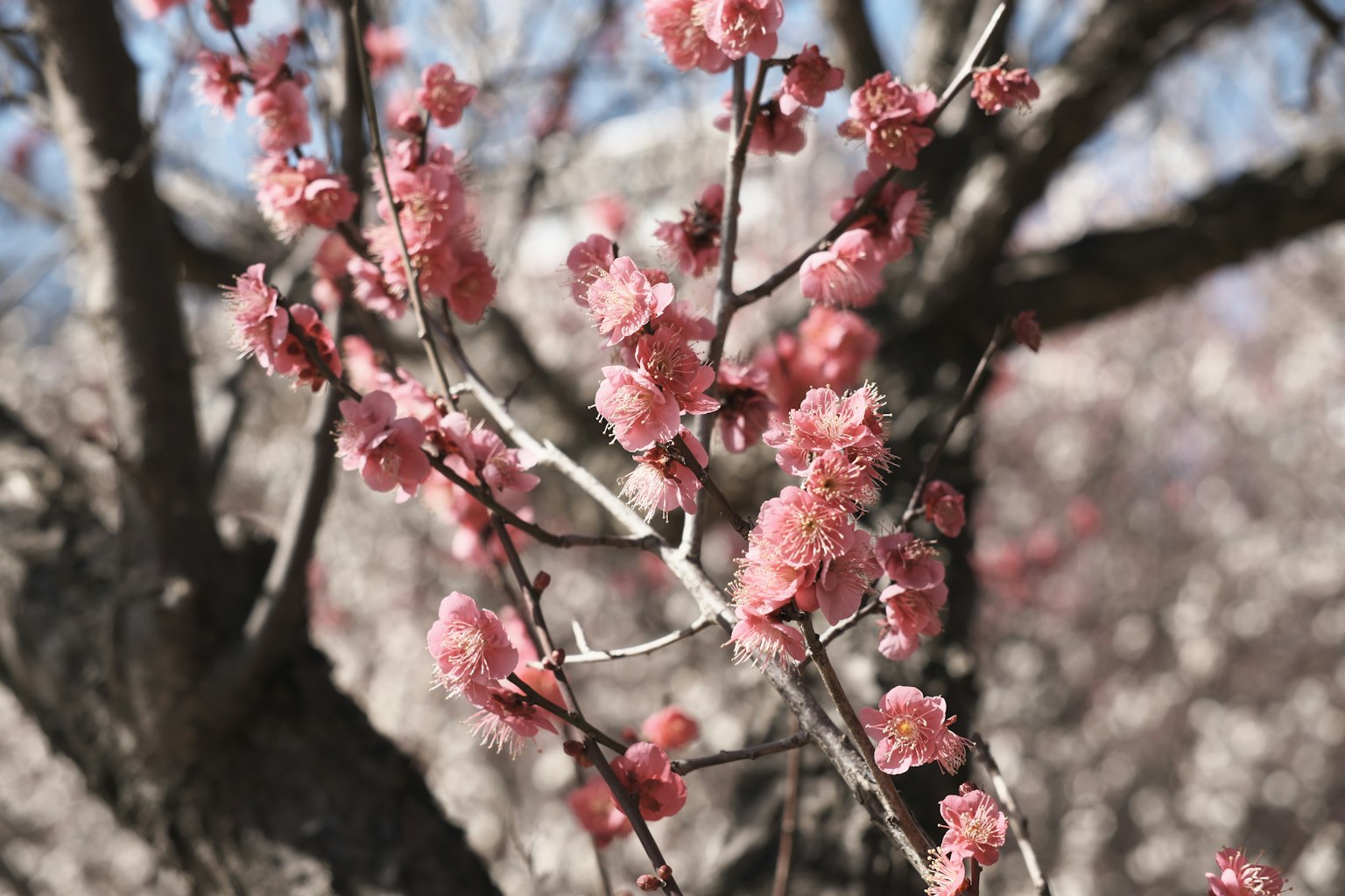 Primo piano di fiori di pesco in fiore sui rami