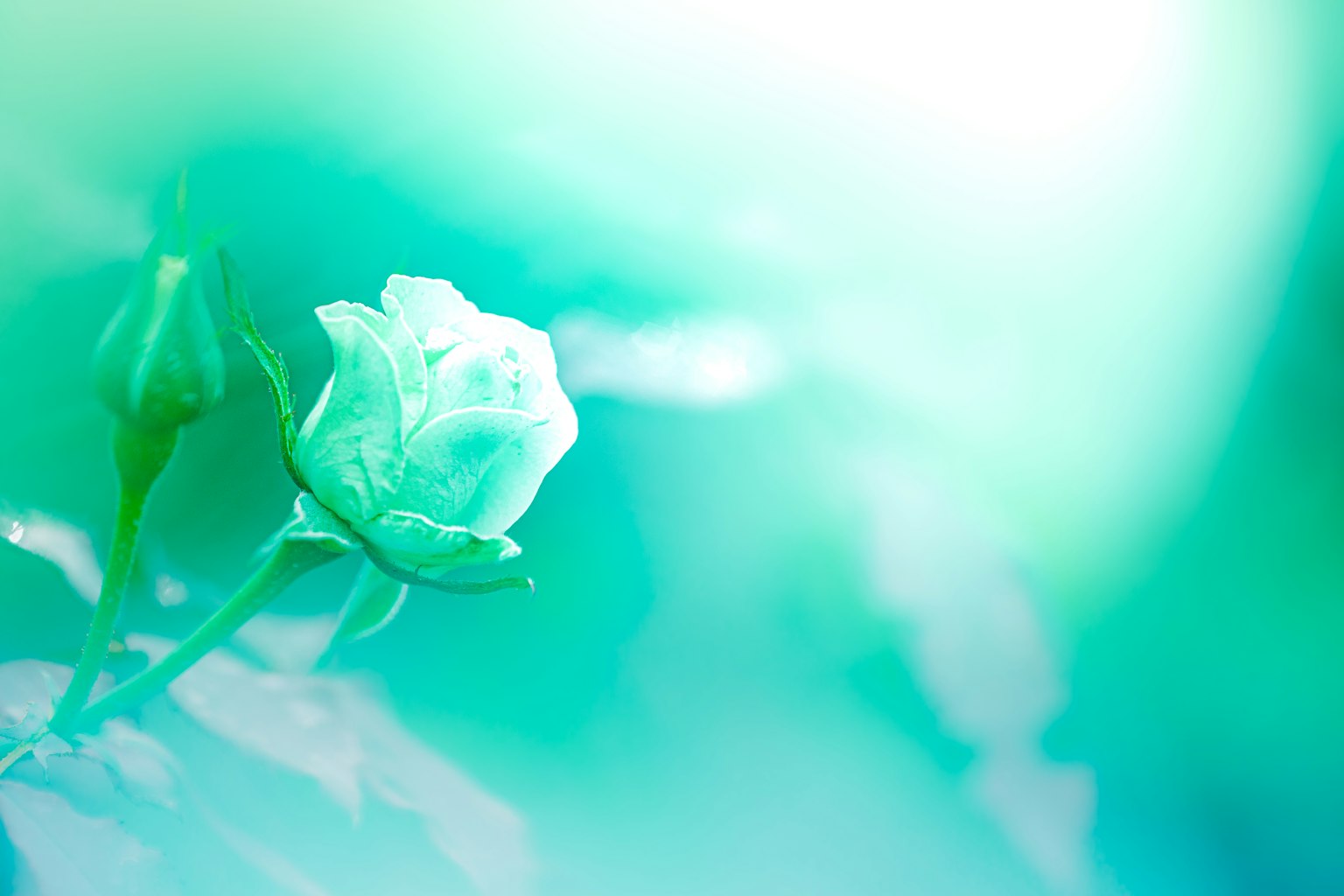 photo-RdSqKO1F6w3t9uqRU6nt-image