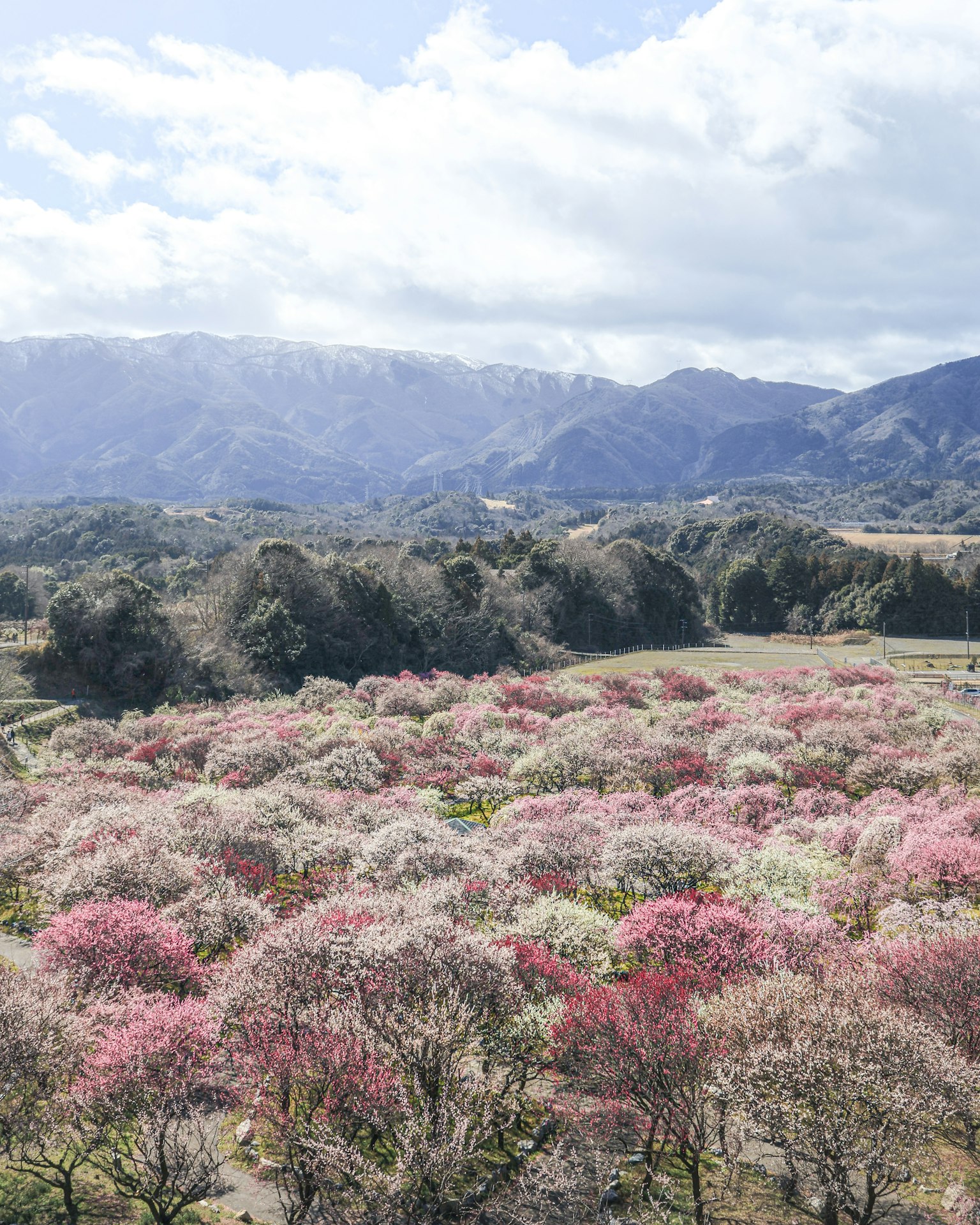 Ampio paesaggio di alberi di prugne in fiore con montagne sullo sfondo