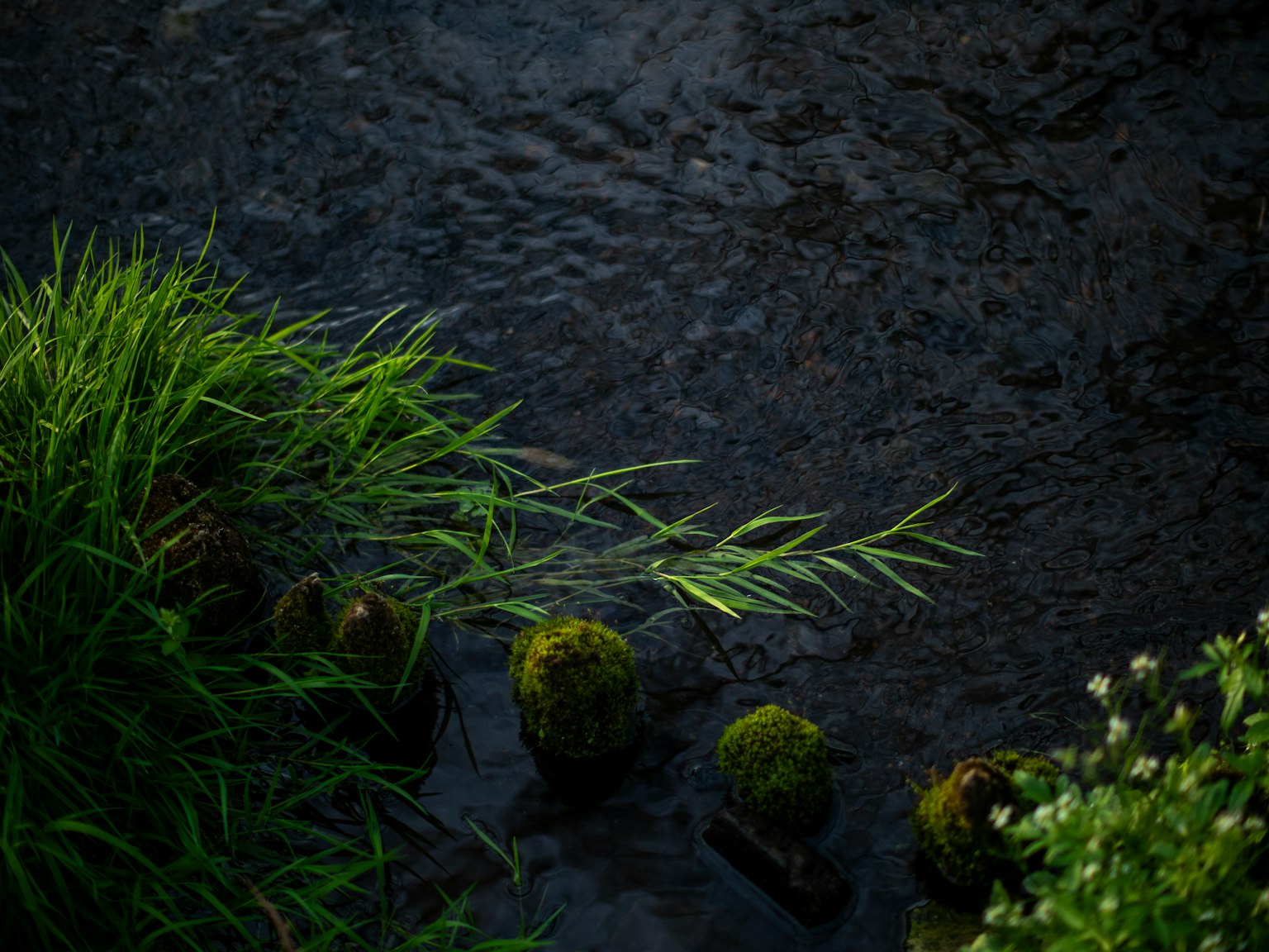 Pemandangan tenang dengan rumput hijau dan permukaan air reflektif