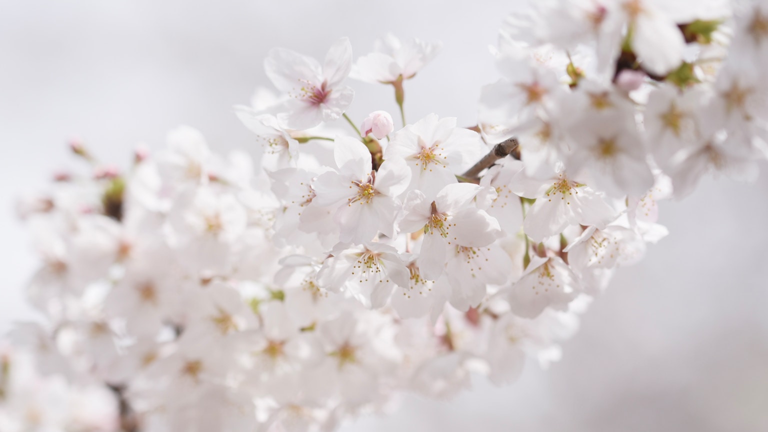Gros plan d'une branche avec des fleurs de cerisier blanches en fleurs