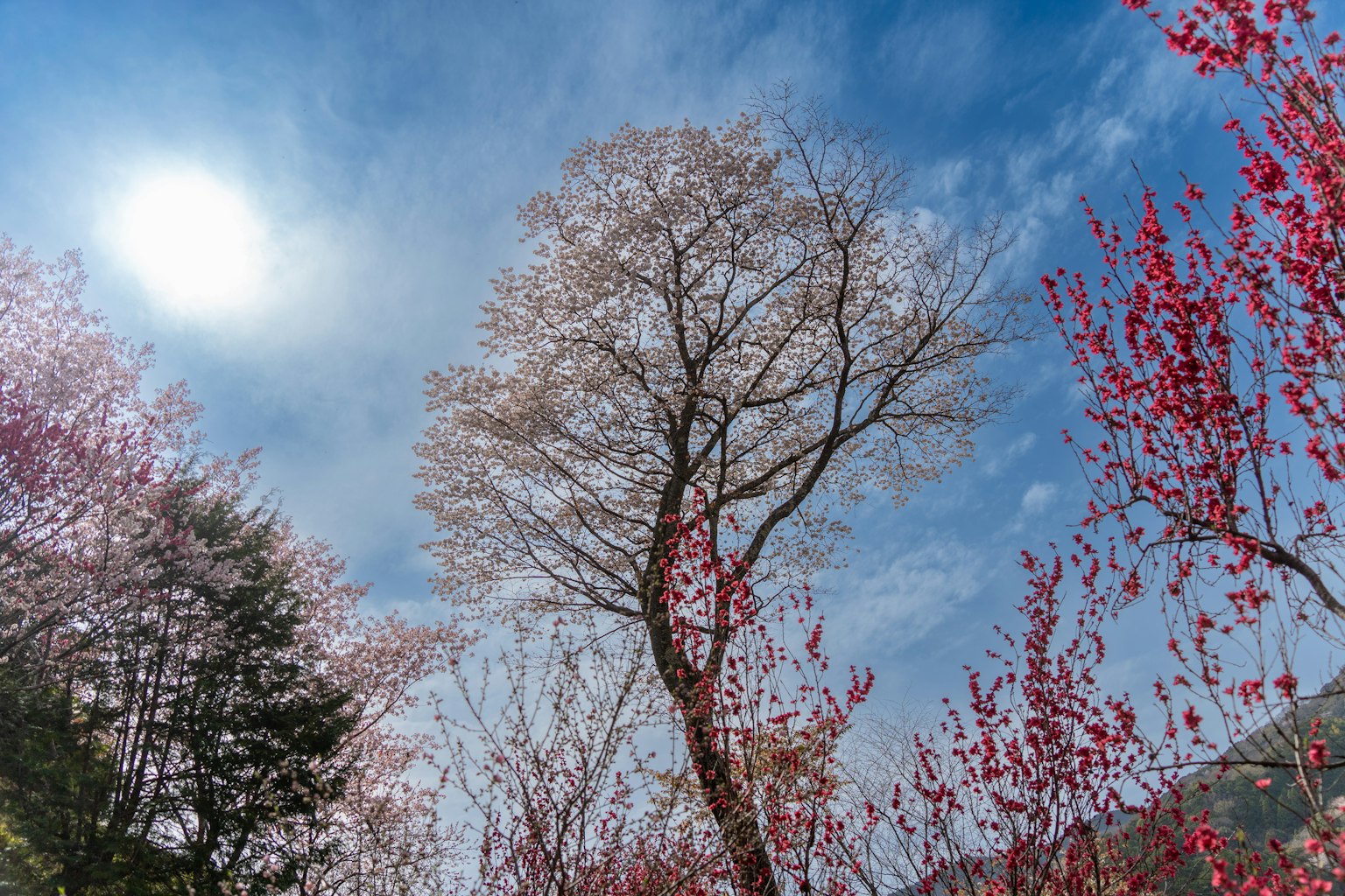 Pohon sakura di bawah langit biru dengan sinar matahari yang cerah