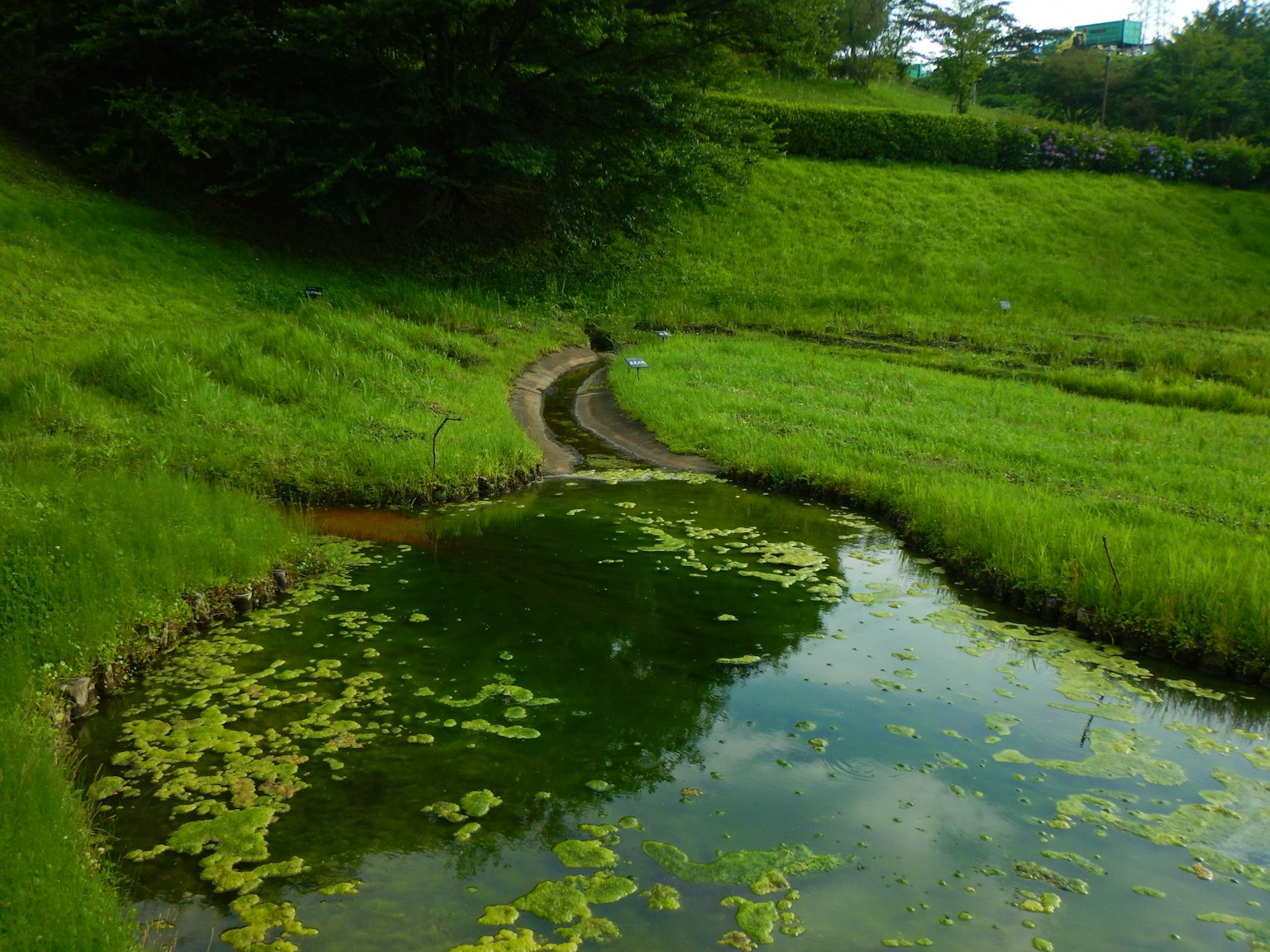 郁郁葱葱的草地和曲折的池塘