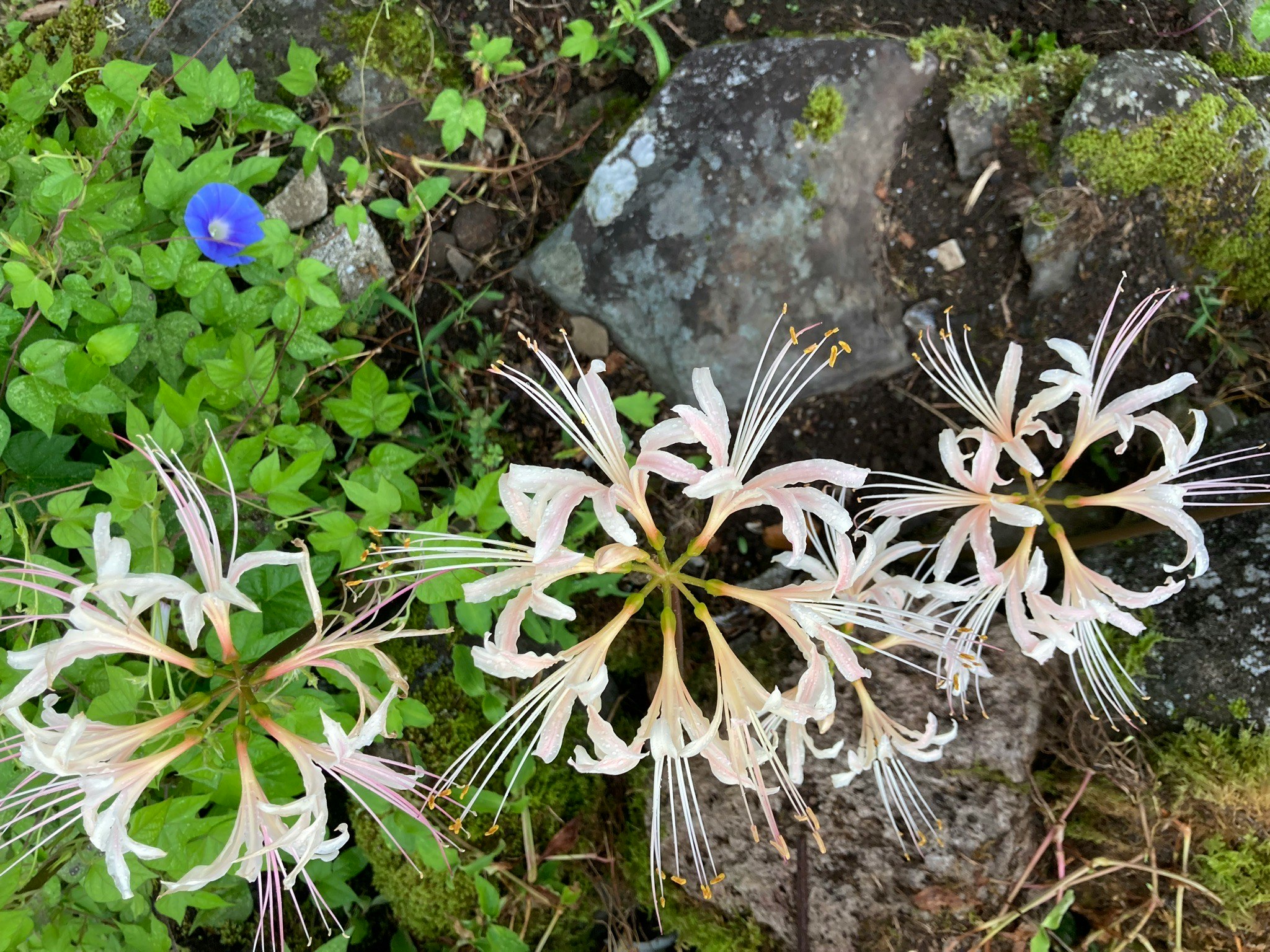 石垣のそばに咲く彼岸花と白い花
