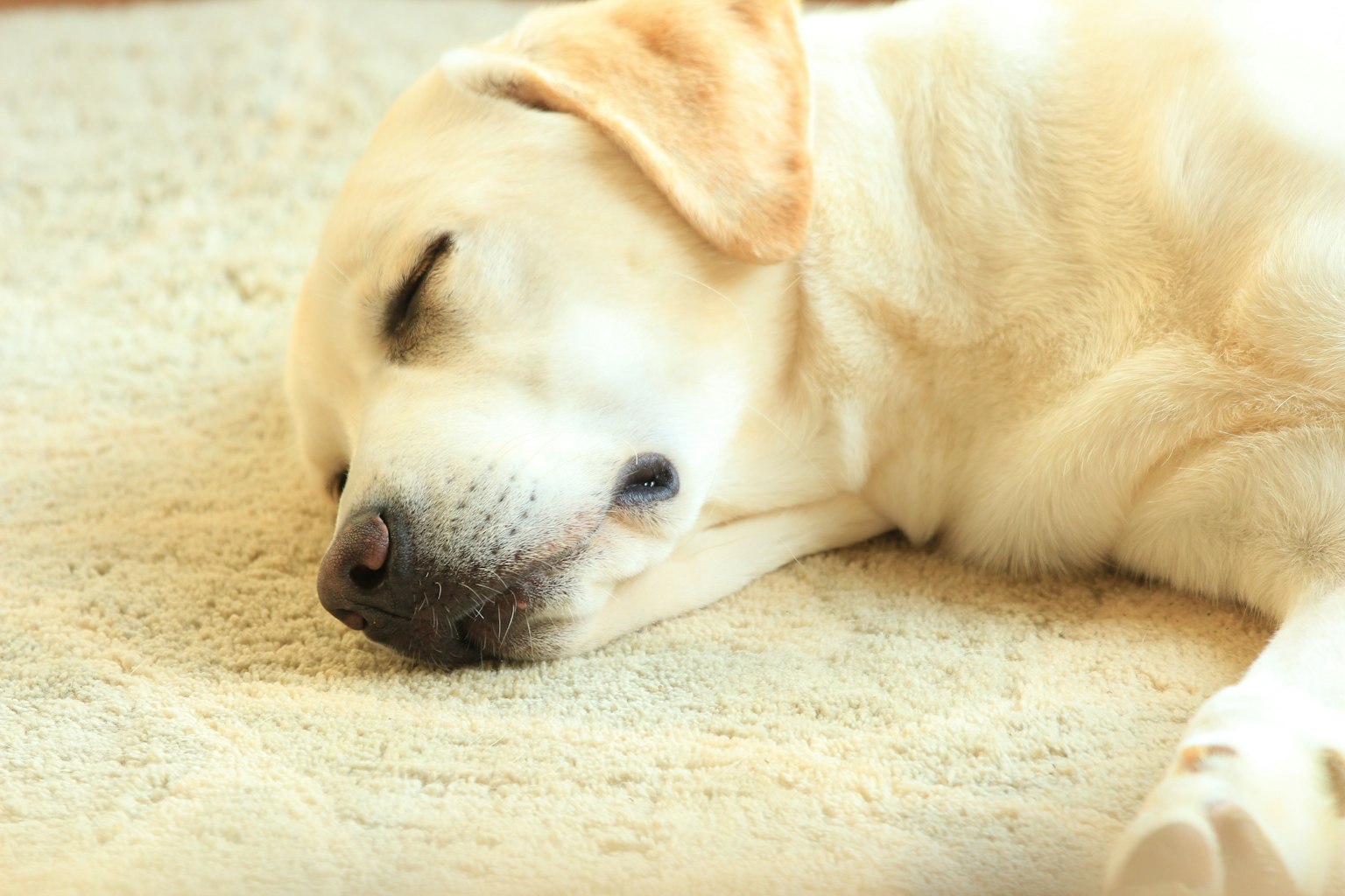 Sleeping yellow Labrador dog with closed eyes