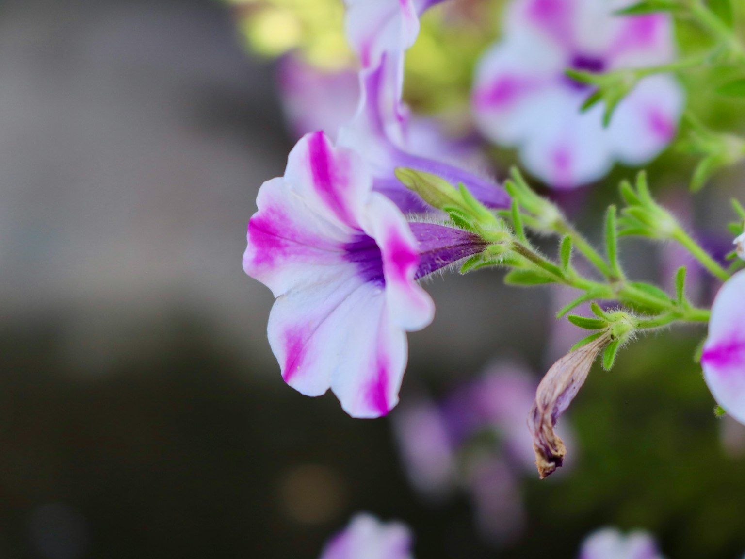Lila und weiße Petunienblüte