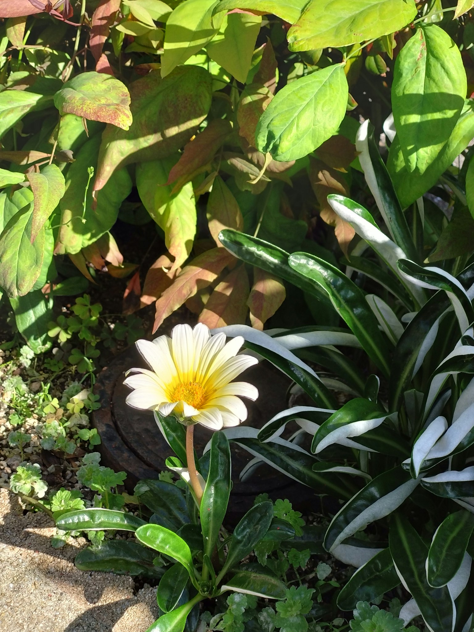 花園中被綠葉包圍的白色花朵