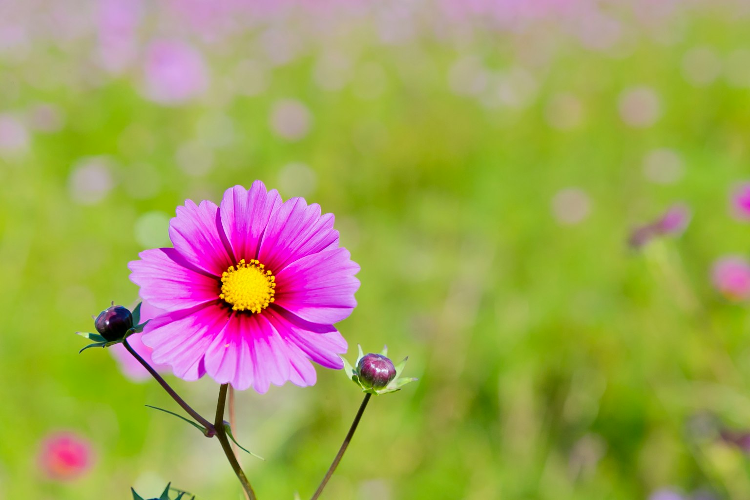 Primo piano di un fiore rosa con un centro giallo in un campo di fiori