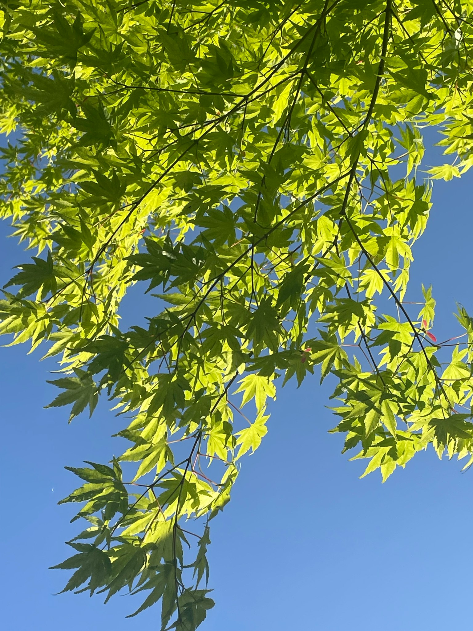 Close-up daun hijau cerah di bawah langit biru yang cerah