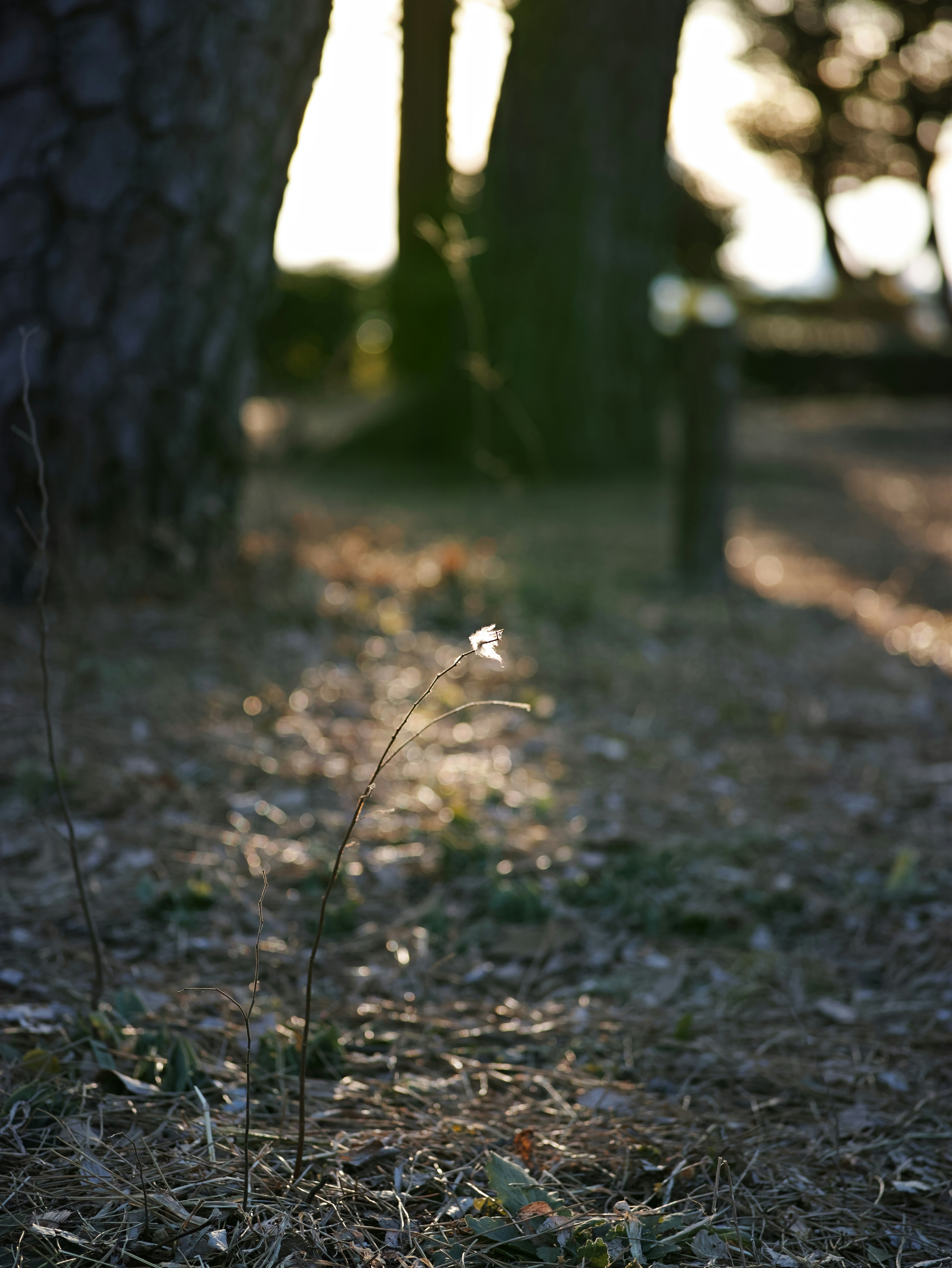 木陰の地面に伸びる小さな草花