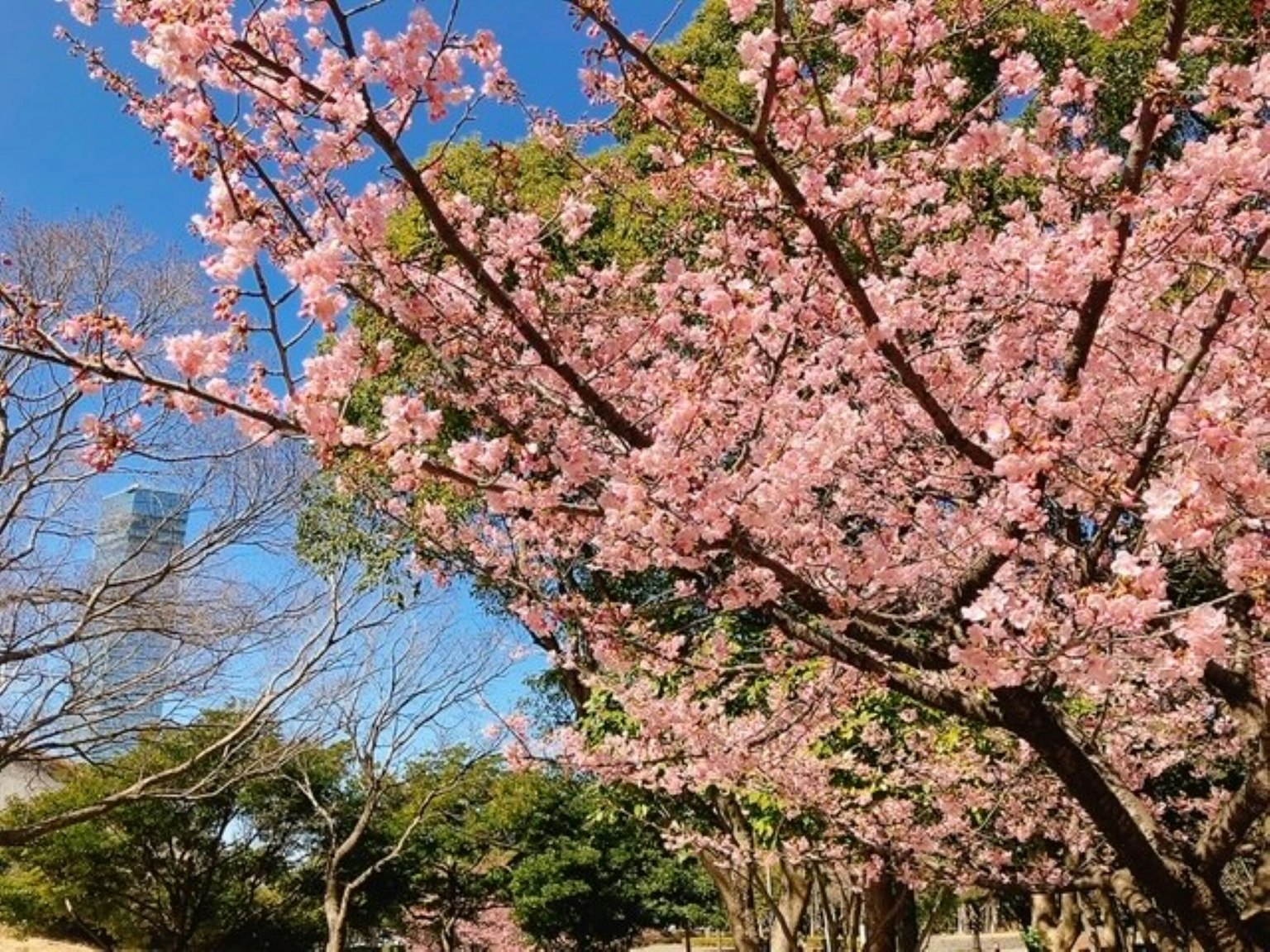 Kirschbäume in voller Blüte vor blauem Himmel