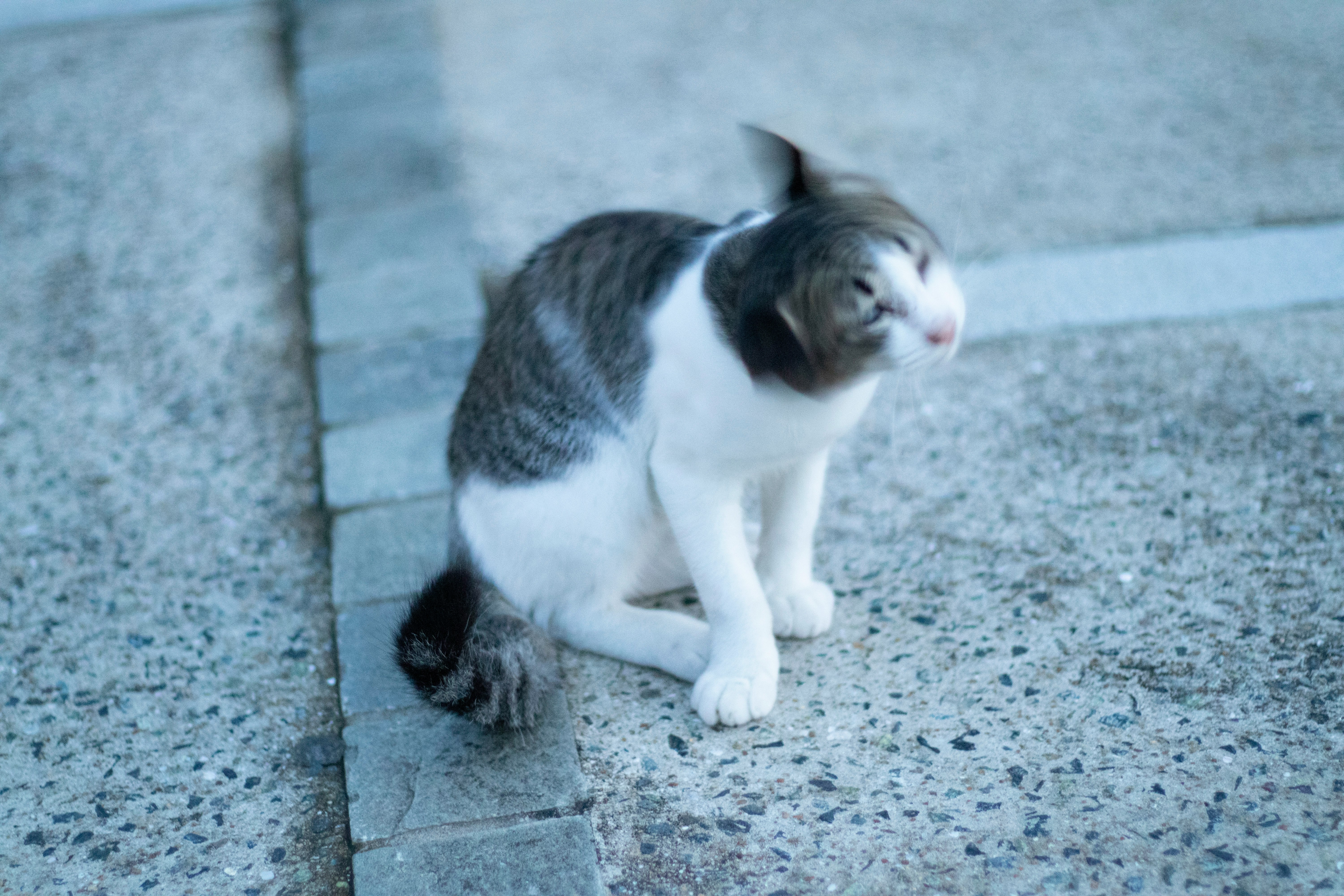 石畳の上で歩く子猫