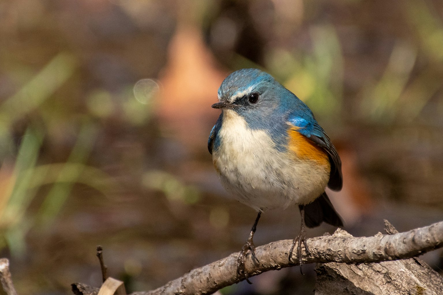 Un piccolo uccello con una testa blu in piedi su un rametto