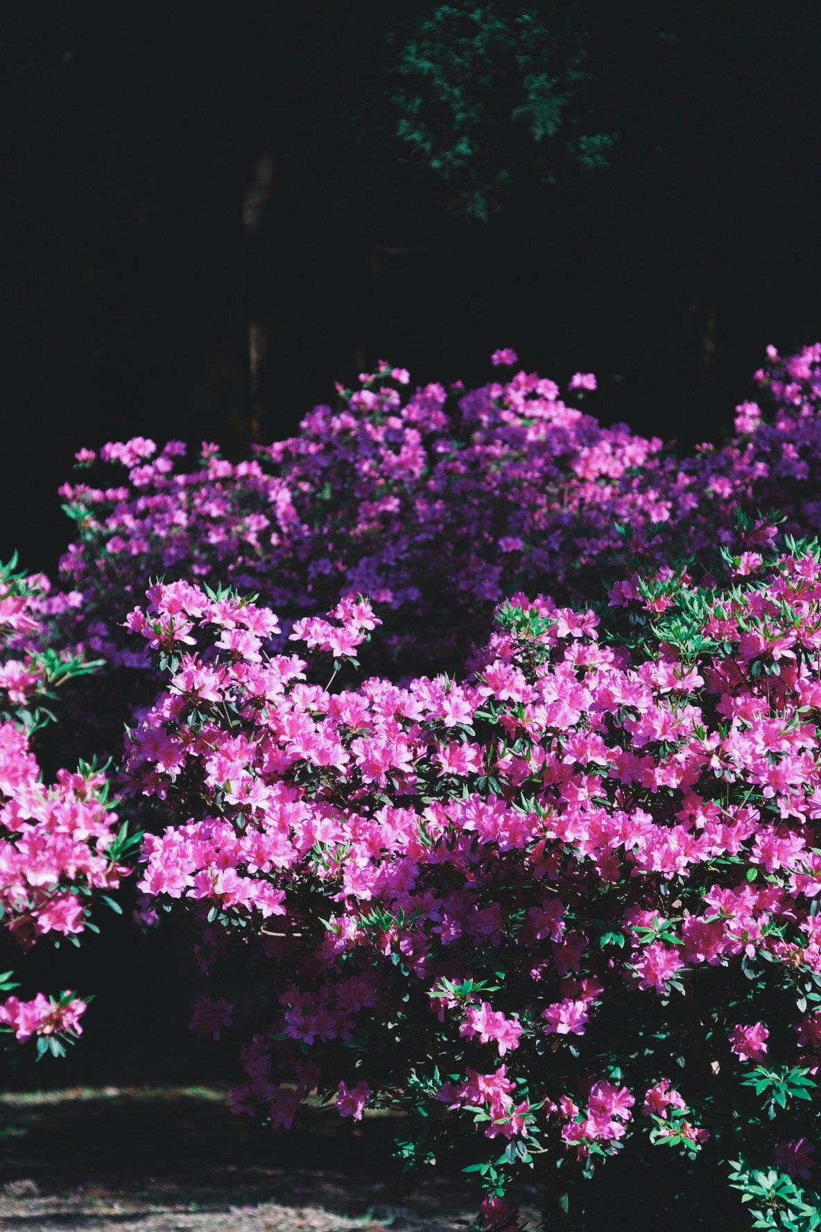 夜の庭で咲き誇るピンクの花々