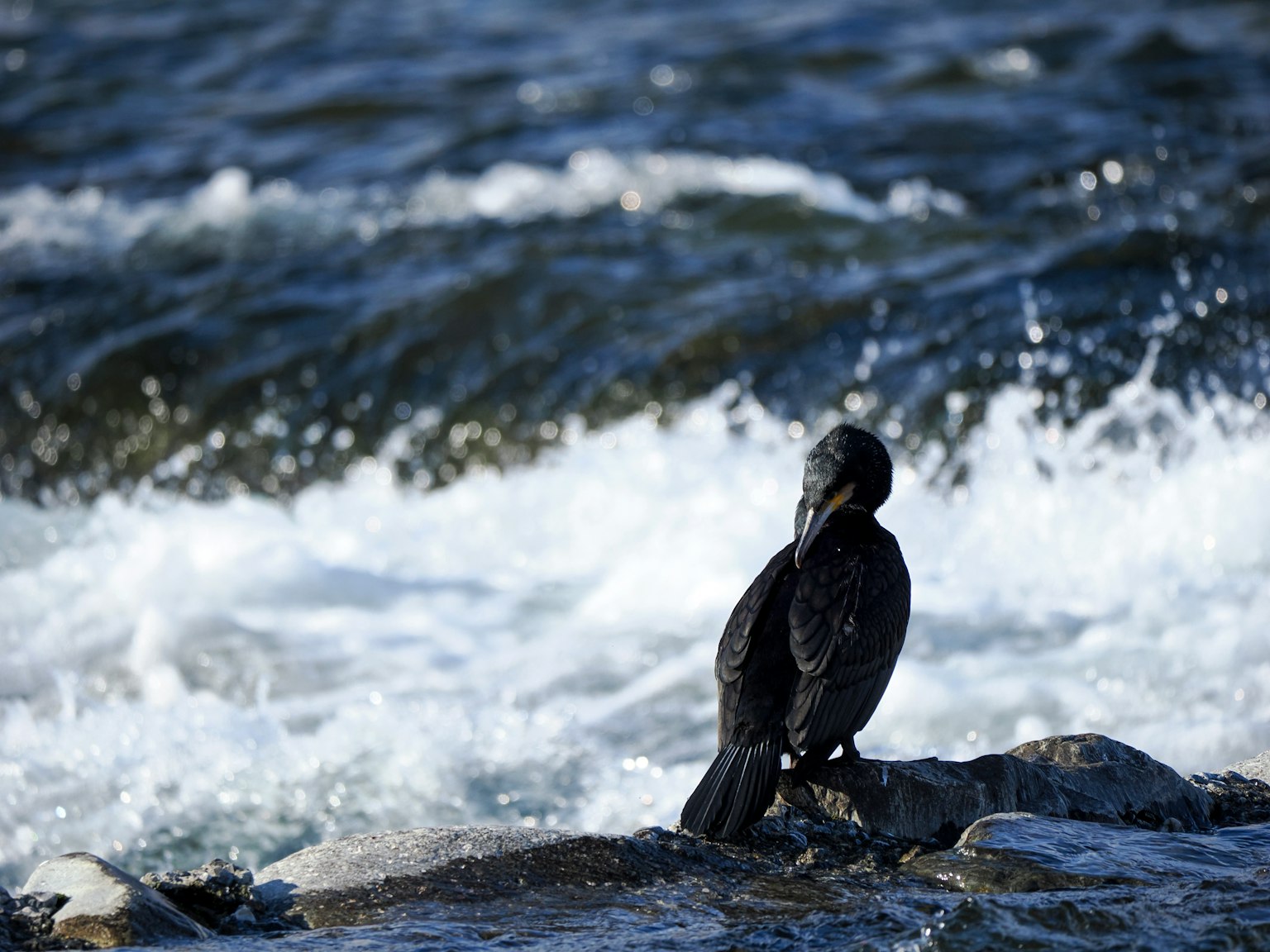 Un ave marina negra de pie cerca de las olas del océano