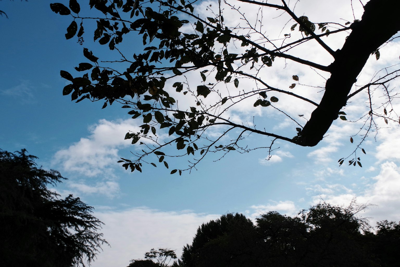 Silhouette di rami d'albero contro un cielo blu