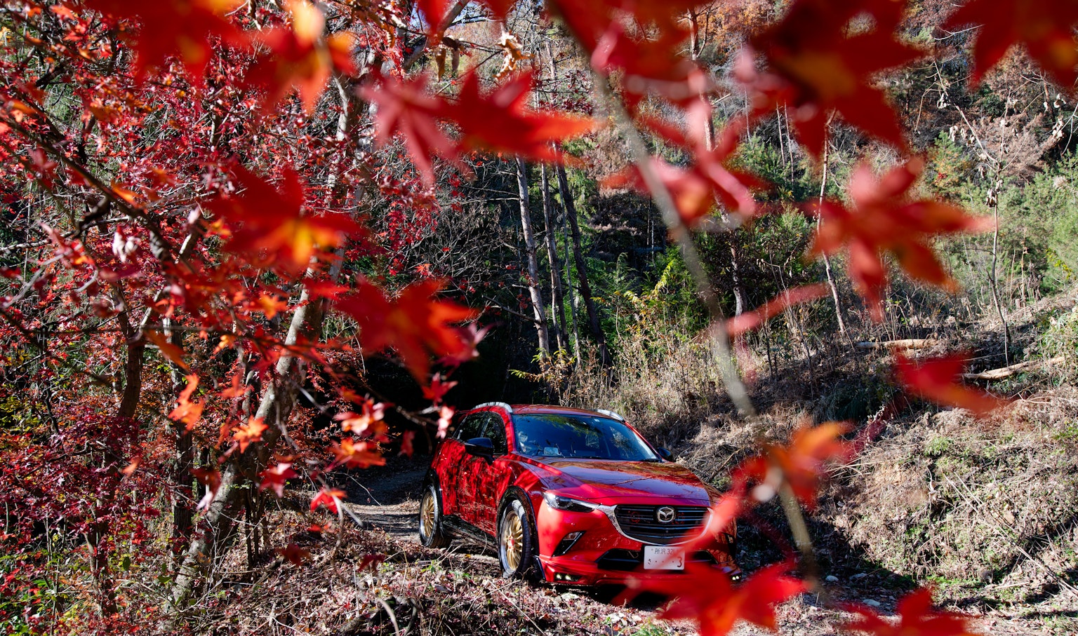 一輛紅色汽車被秋天的樹葉包圍