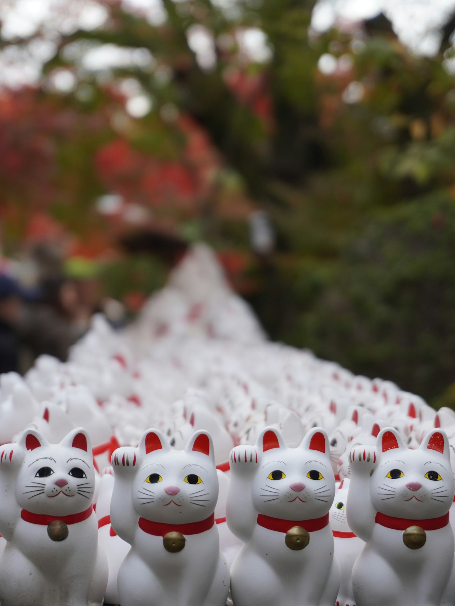 白い招き猫が並ぶ風景 赤いリボンをつけた猫たち 秋の紅葉が背景にある