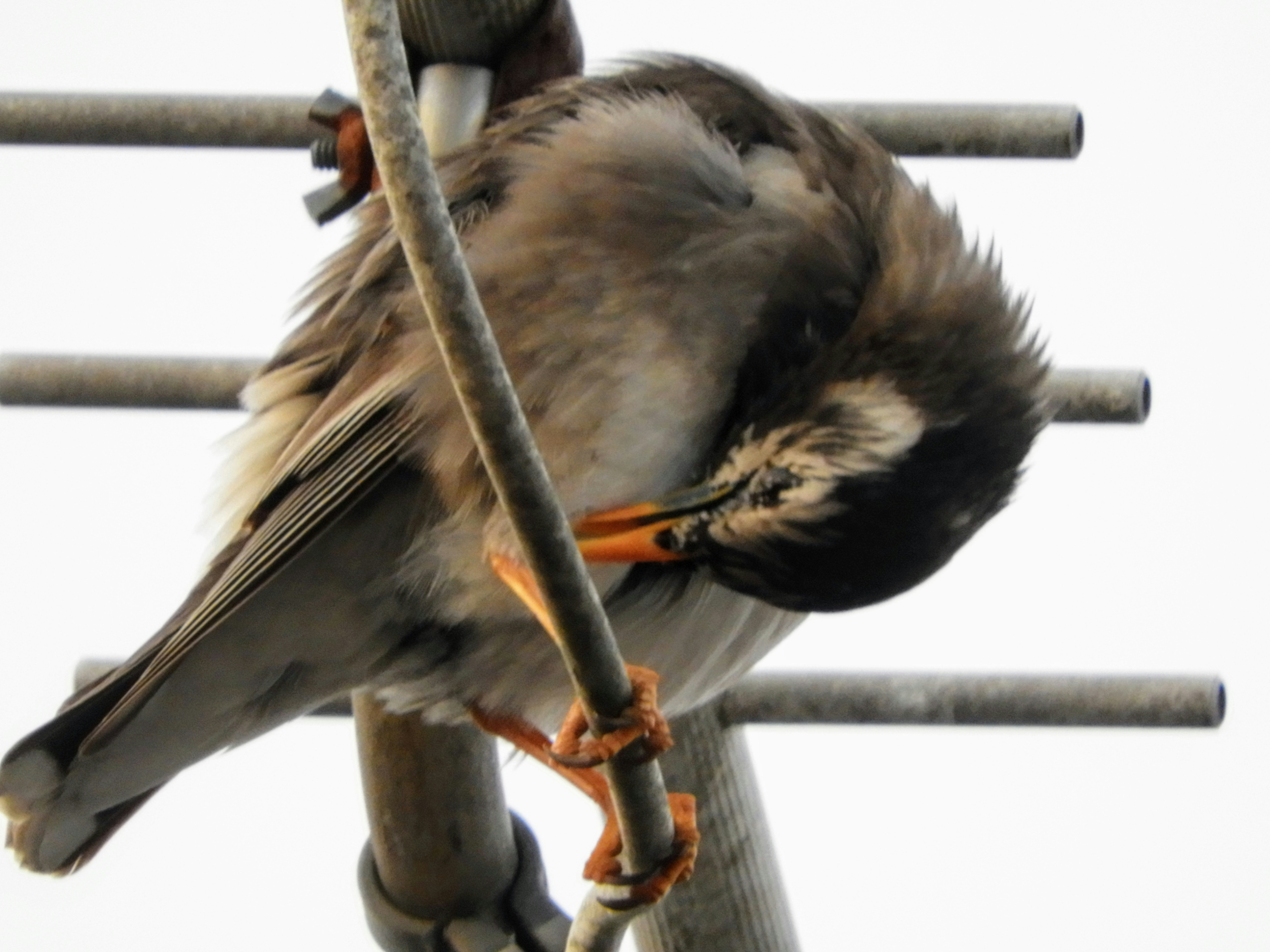 止まり木にとまるムクドリの野鳥