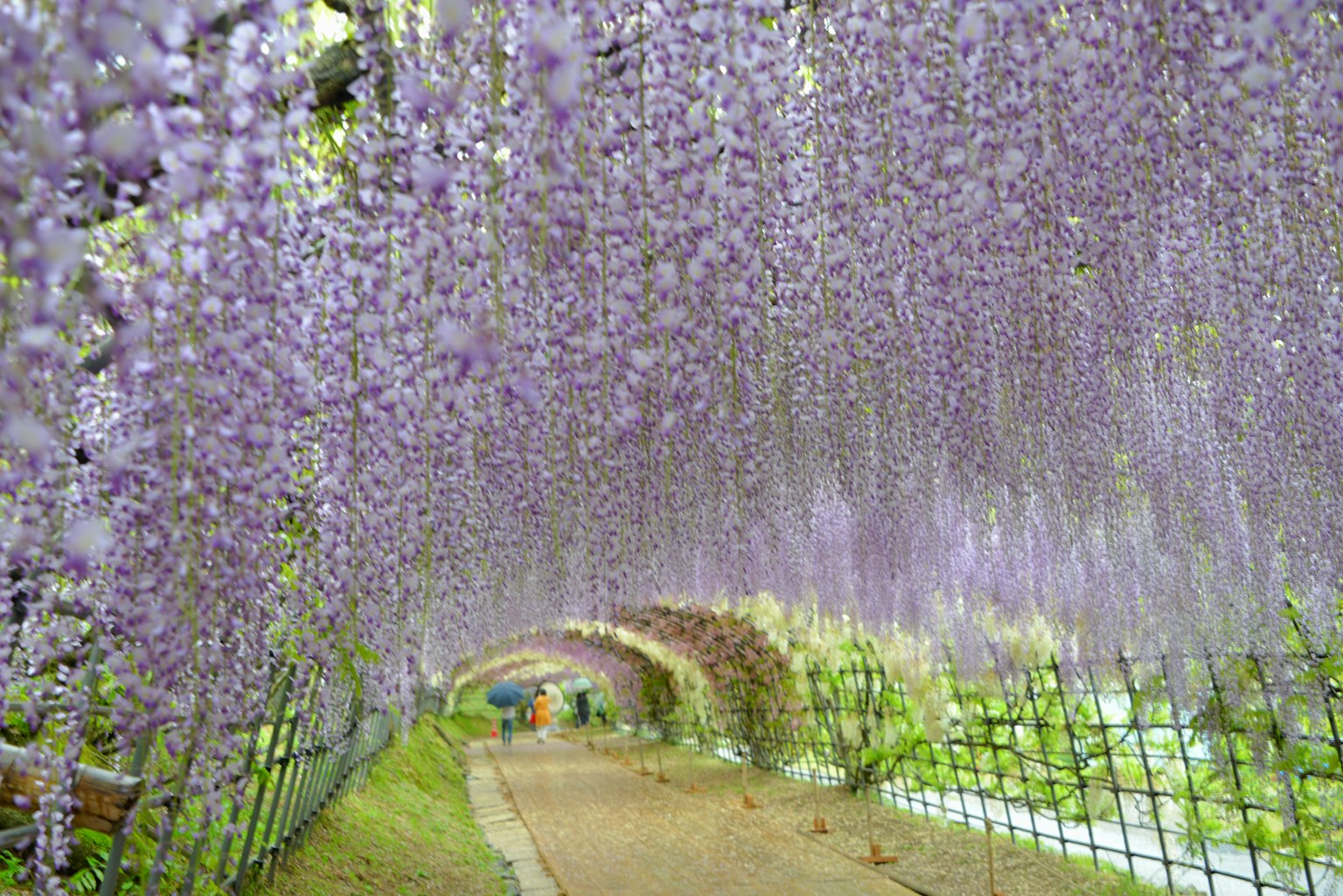 Schöner Tunnel aus hängenden lila Glyzinienblüten