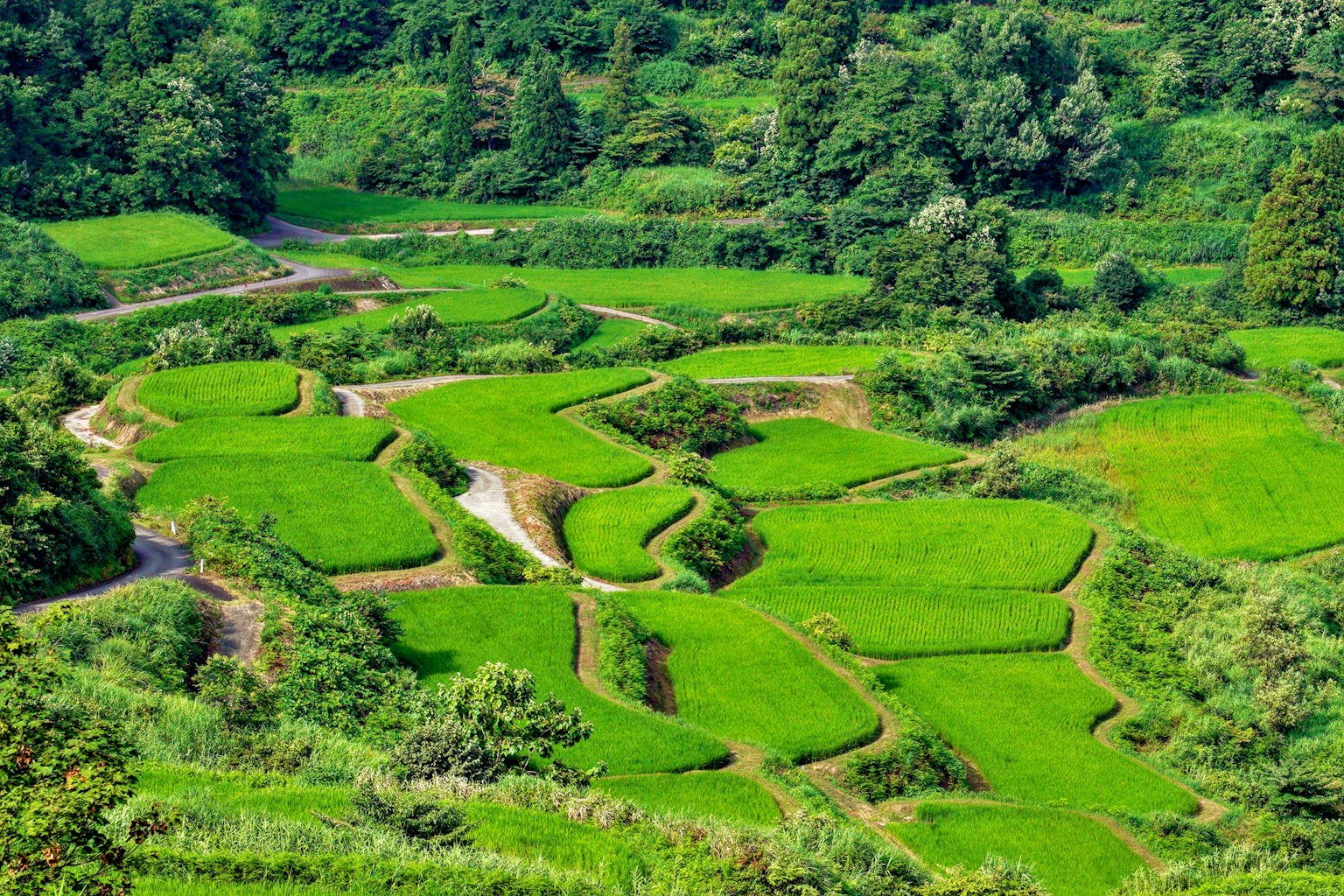 Aerial view of lush green terraced rice fields