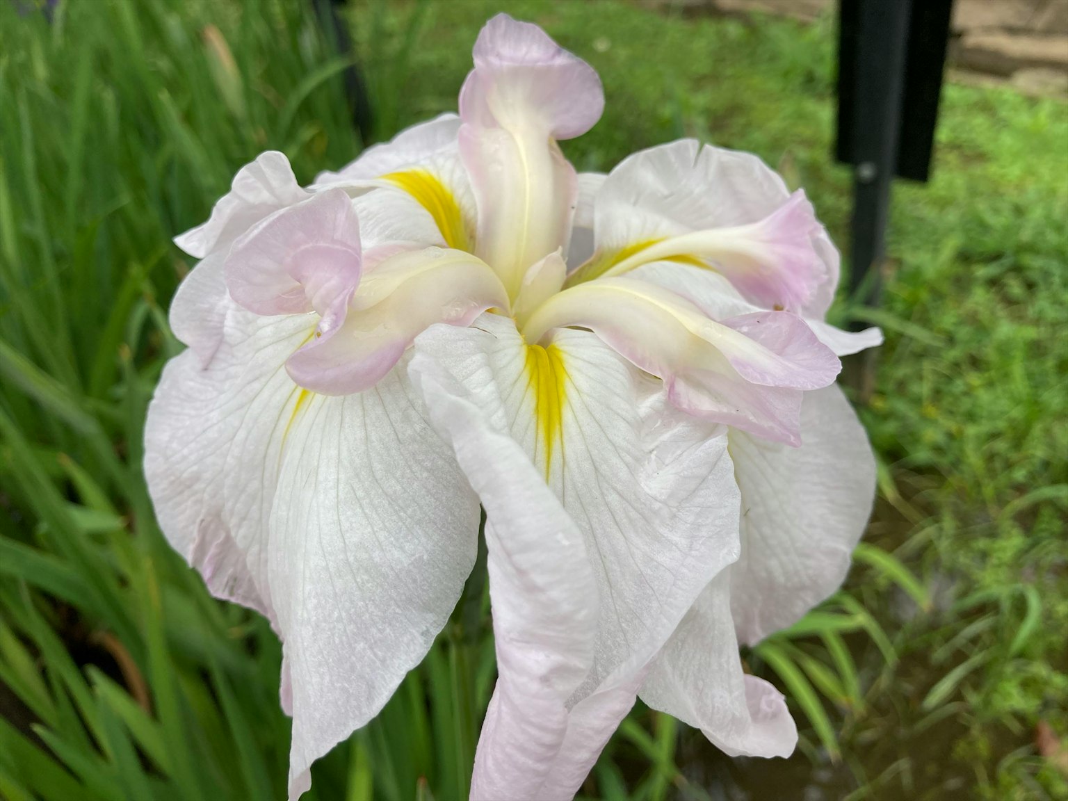 Close-up of an iris flower with pale purple and white petals