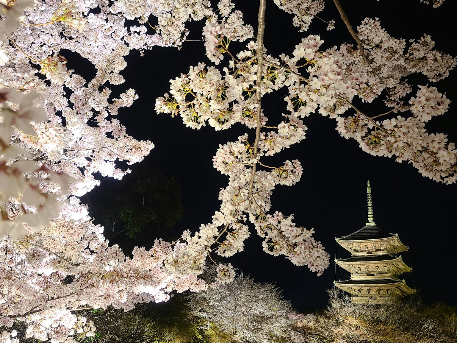 美麗的夜櫻花和寶塔景觀