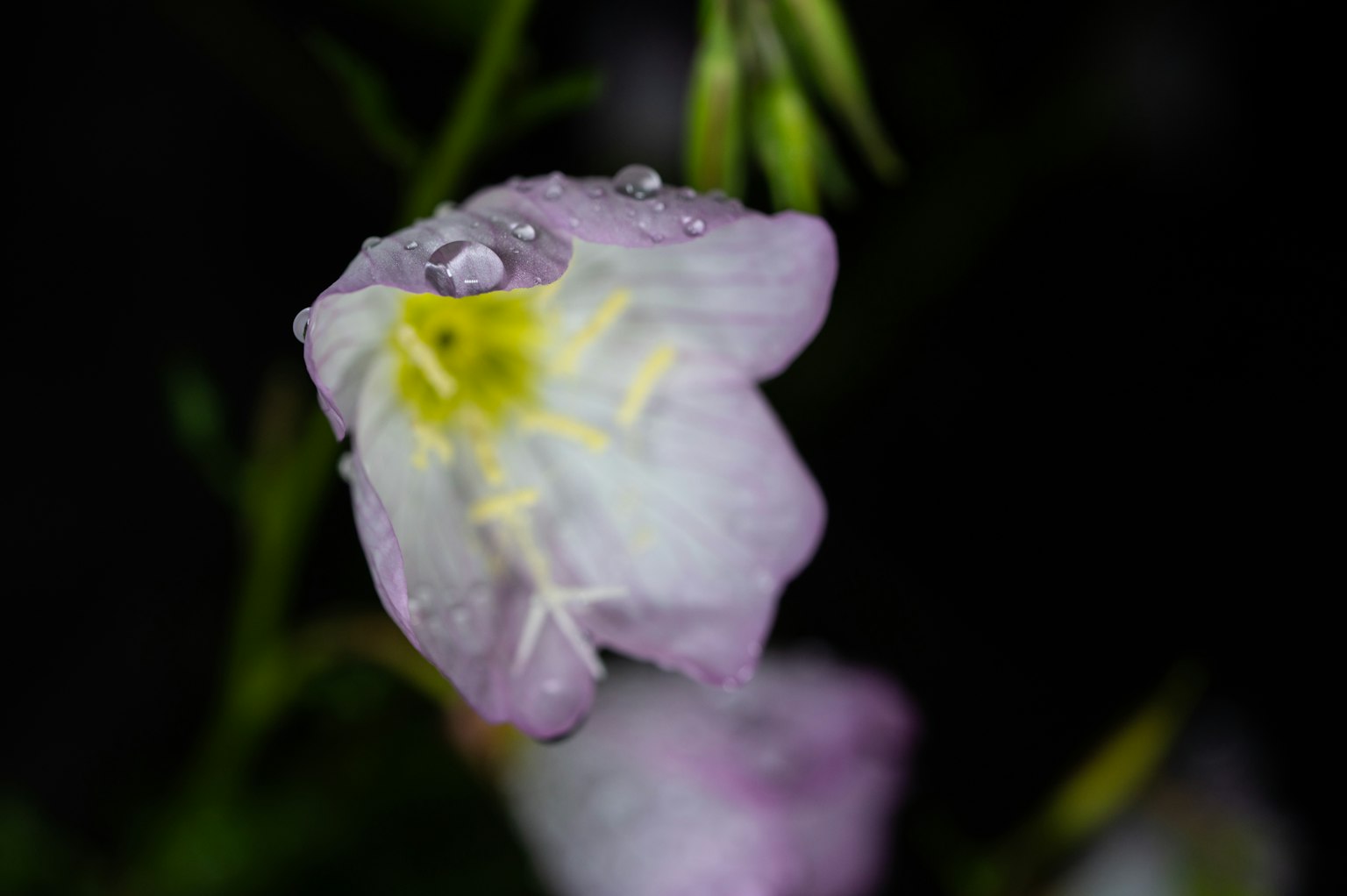 Gros plan sur une fleur violette claire avec des gouttes d'eau le centre jaune est proéminent