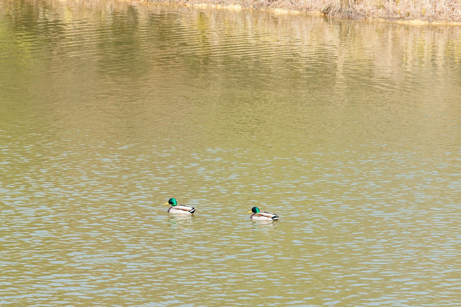 Dos patos nadando en la superficie del agua con un fondo sereno