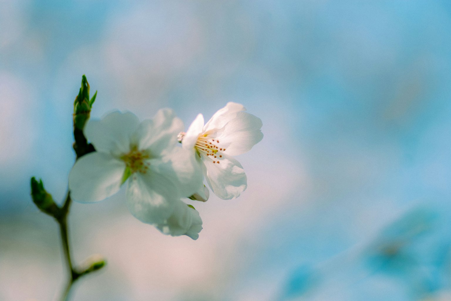 Primo piano di fiori di ciliegio bianchi su sfondo blu