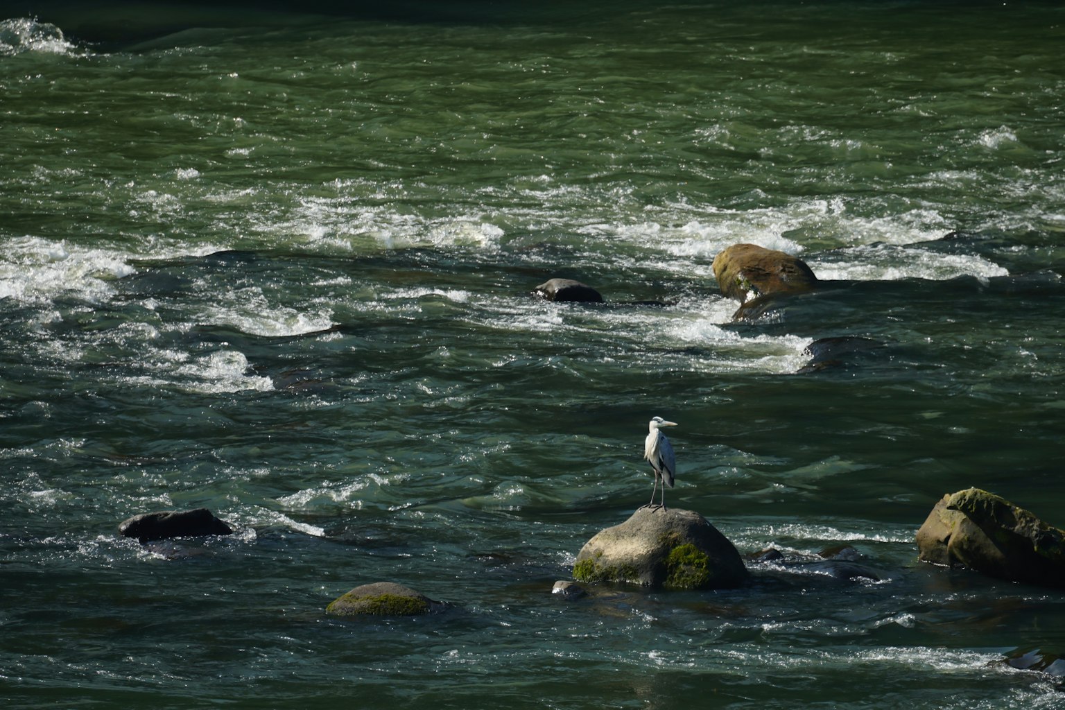 Un uccello in piedi su una roccia in un fiume che scorre