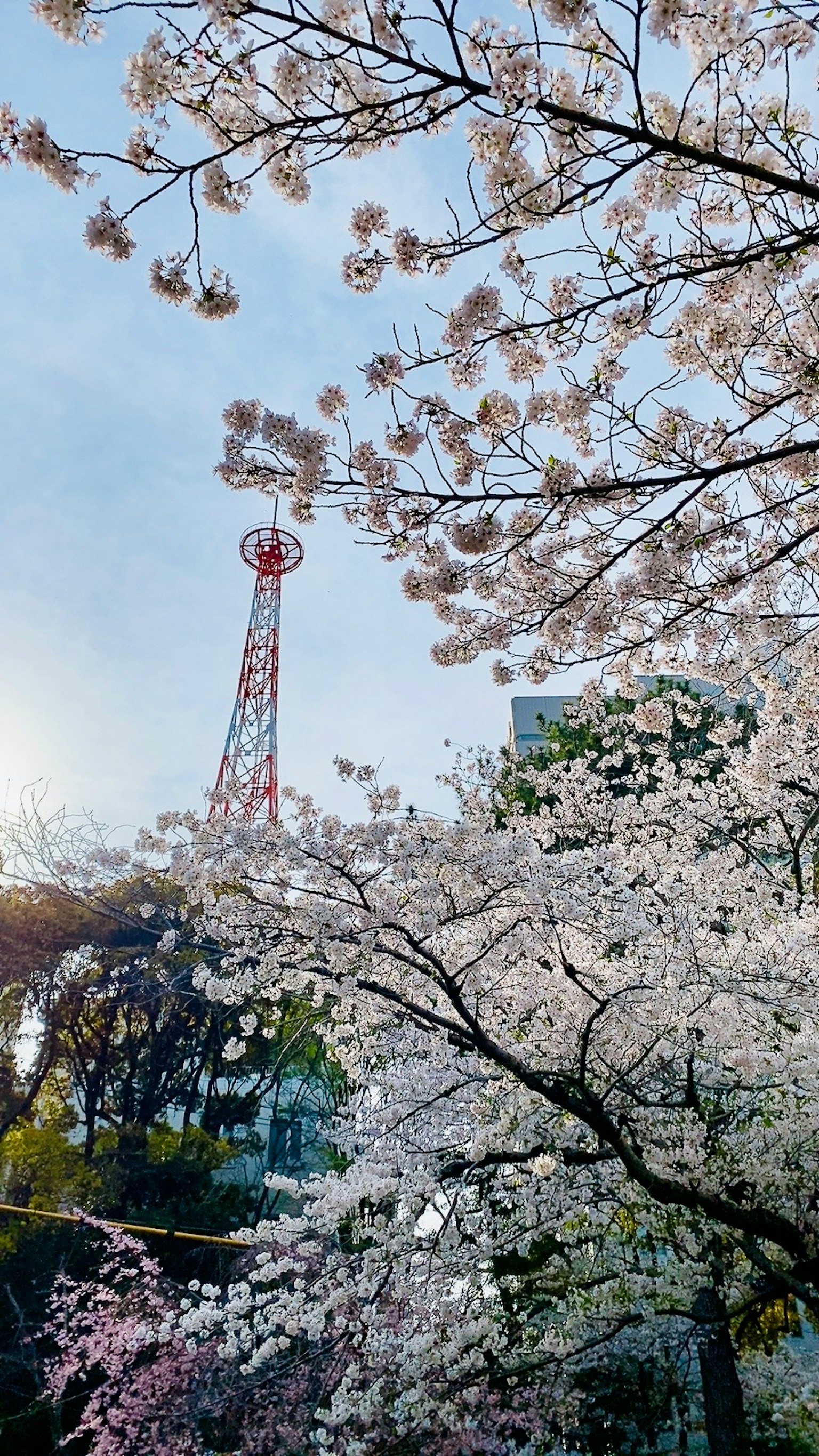 Des cerisiers en fleurs avec la tour de Tokyo en arrière-plan
