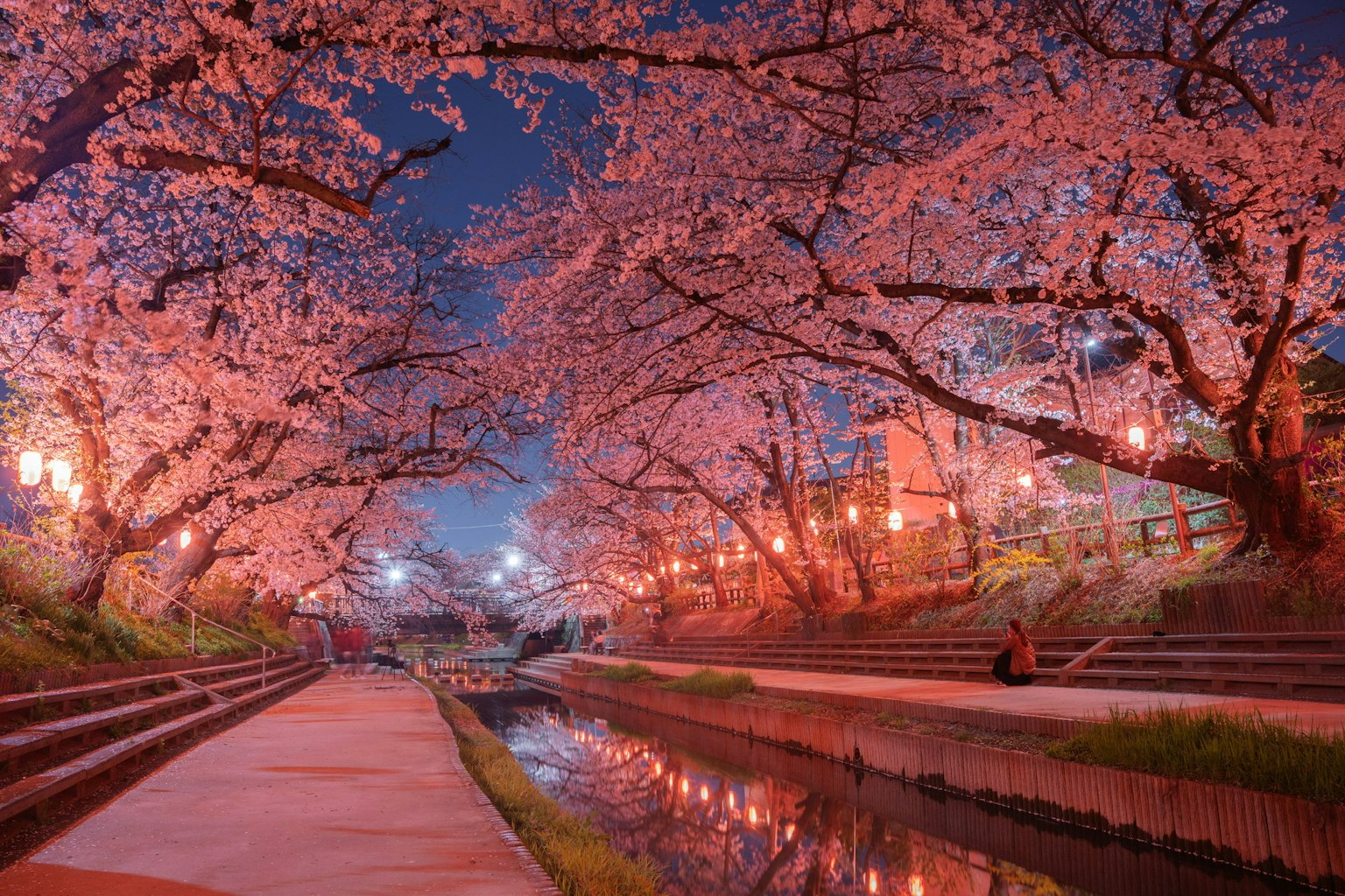 Scenic riverside view with blooming cherry blossom trees illuminated at night