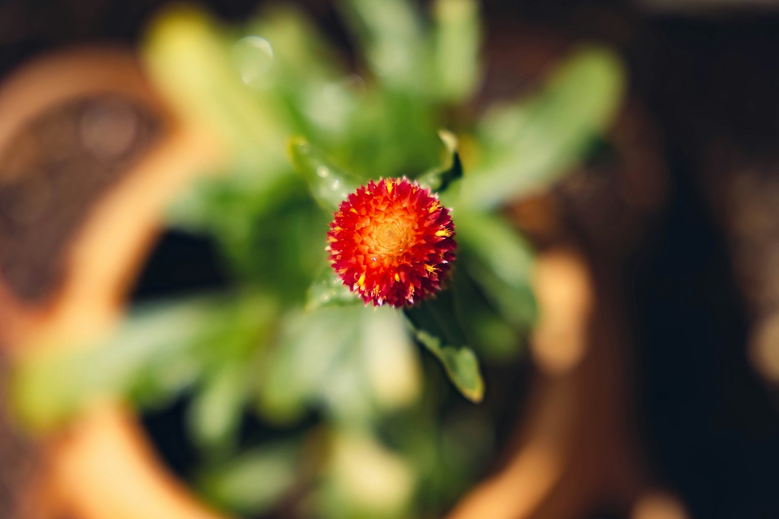 화분에 있는 녹색 잎과 빨간 꽃봉오리의 위쪽 보기