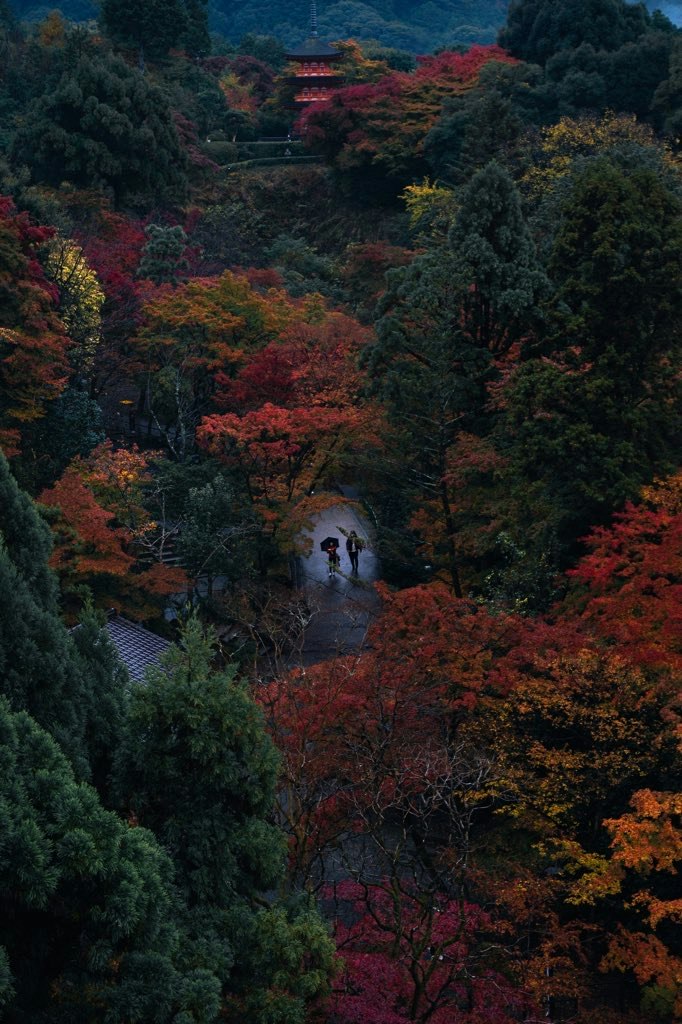 紅葉の森を抜ける小道と人影
