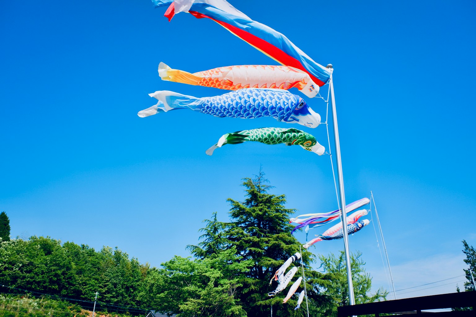 Koi flags flying in the blue sky with vibrant colors
