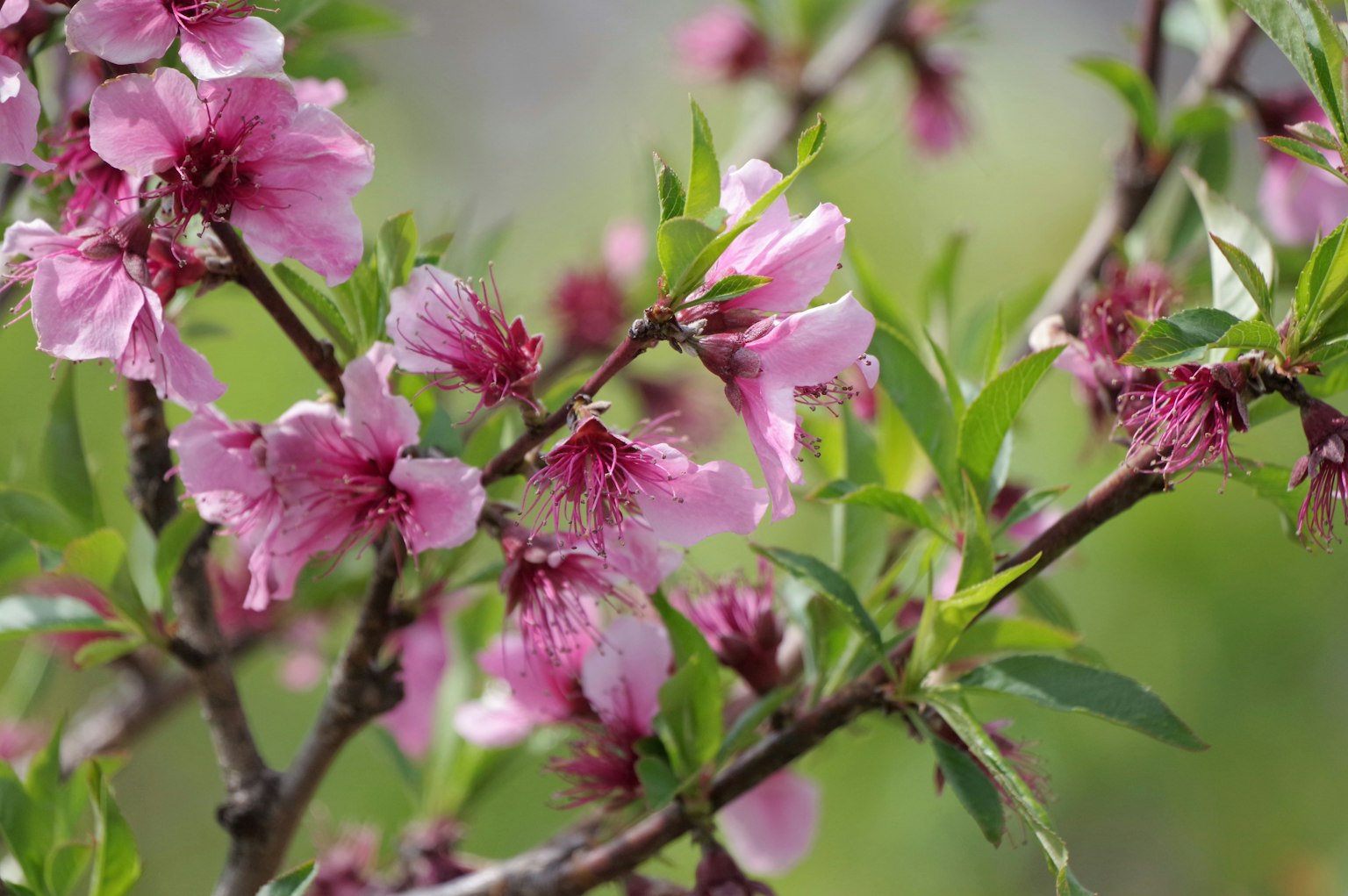 Nahaufnahme eines Zweigs mit rosa Blüten